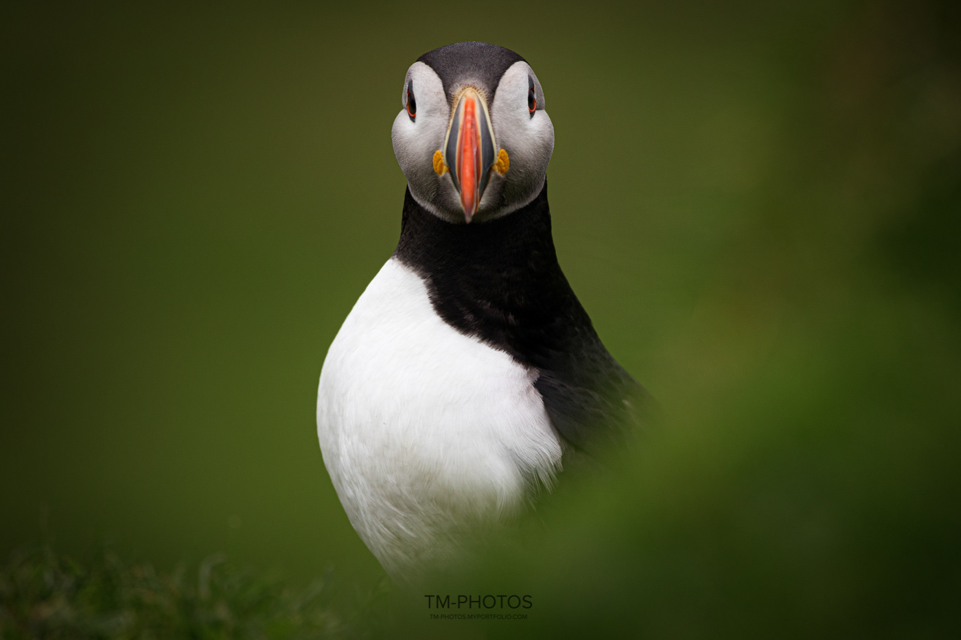Puffin