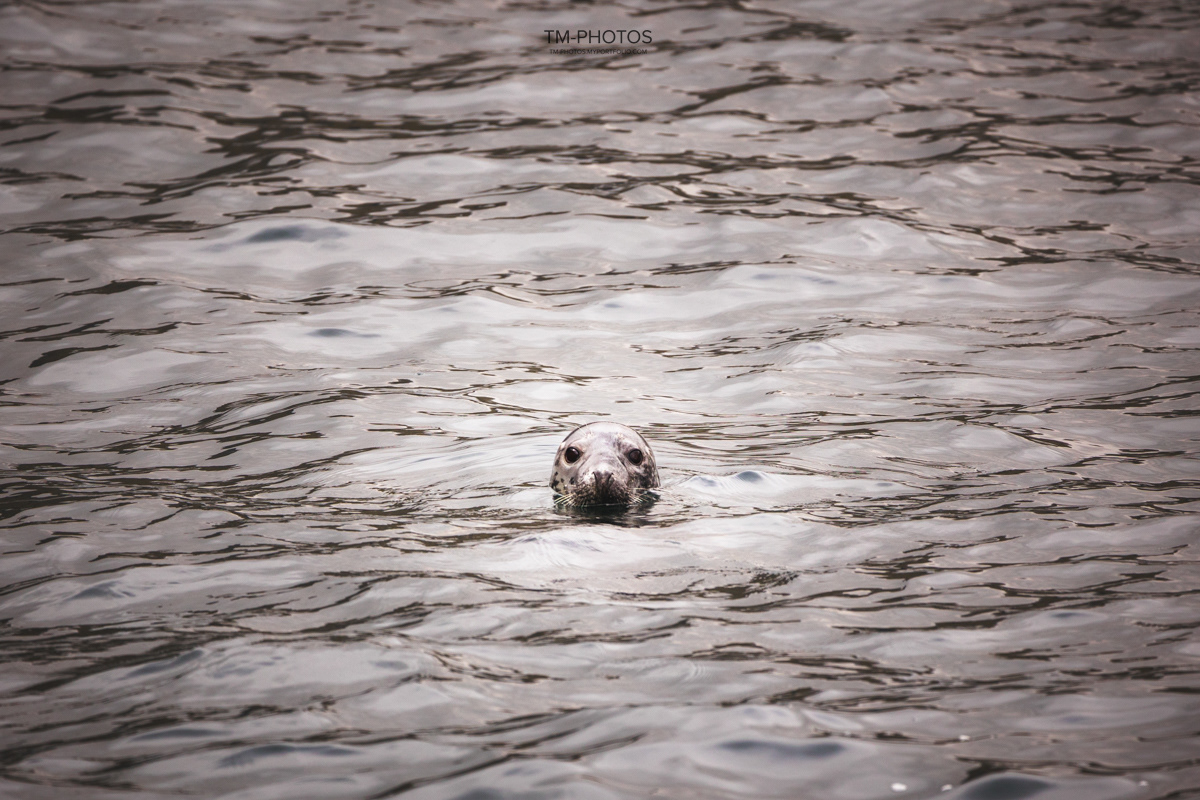 Foka, Sigma 150-600
