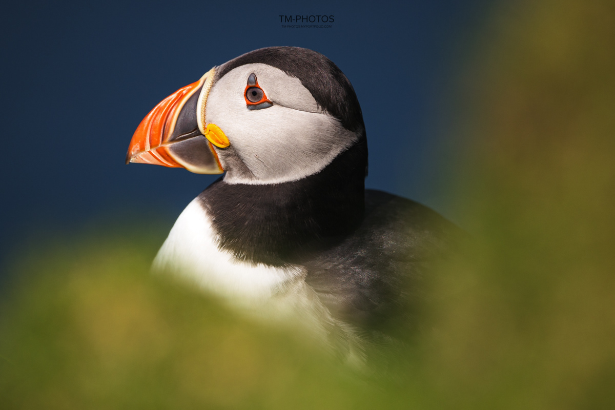 Maskonur, Sigma 150-600
