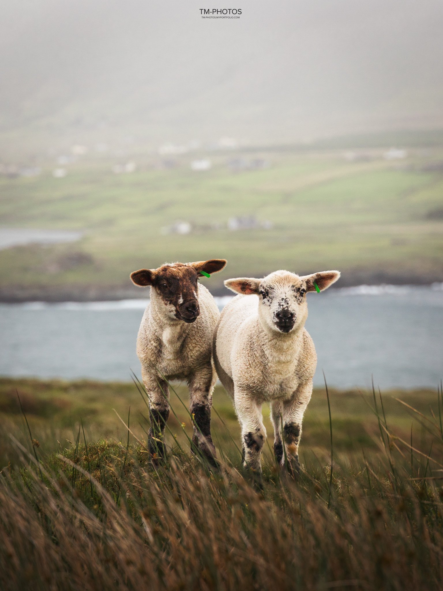 Baby Lambs