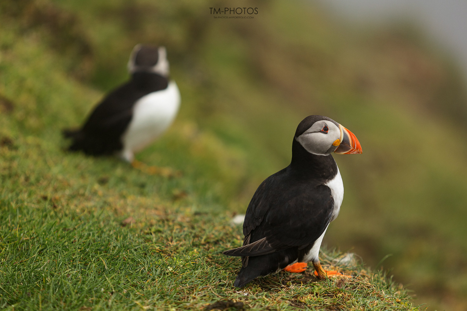 maskonur wyspy owcze puffin faroe islands
