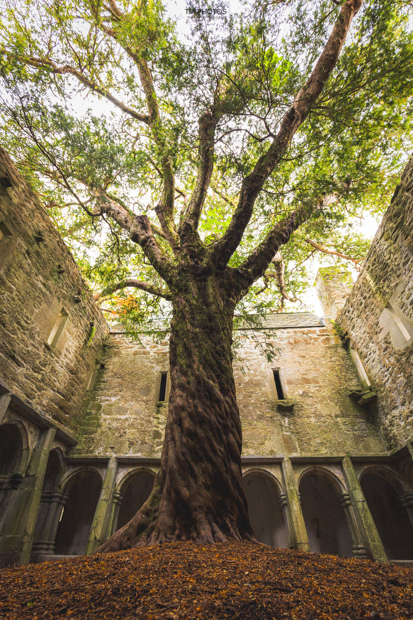 Muckross Abbey