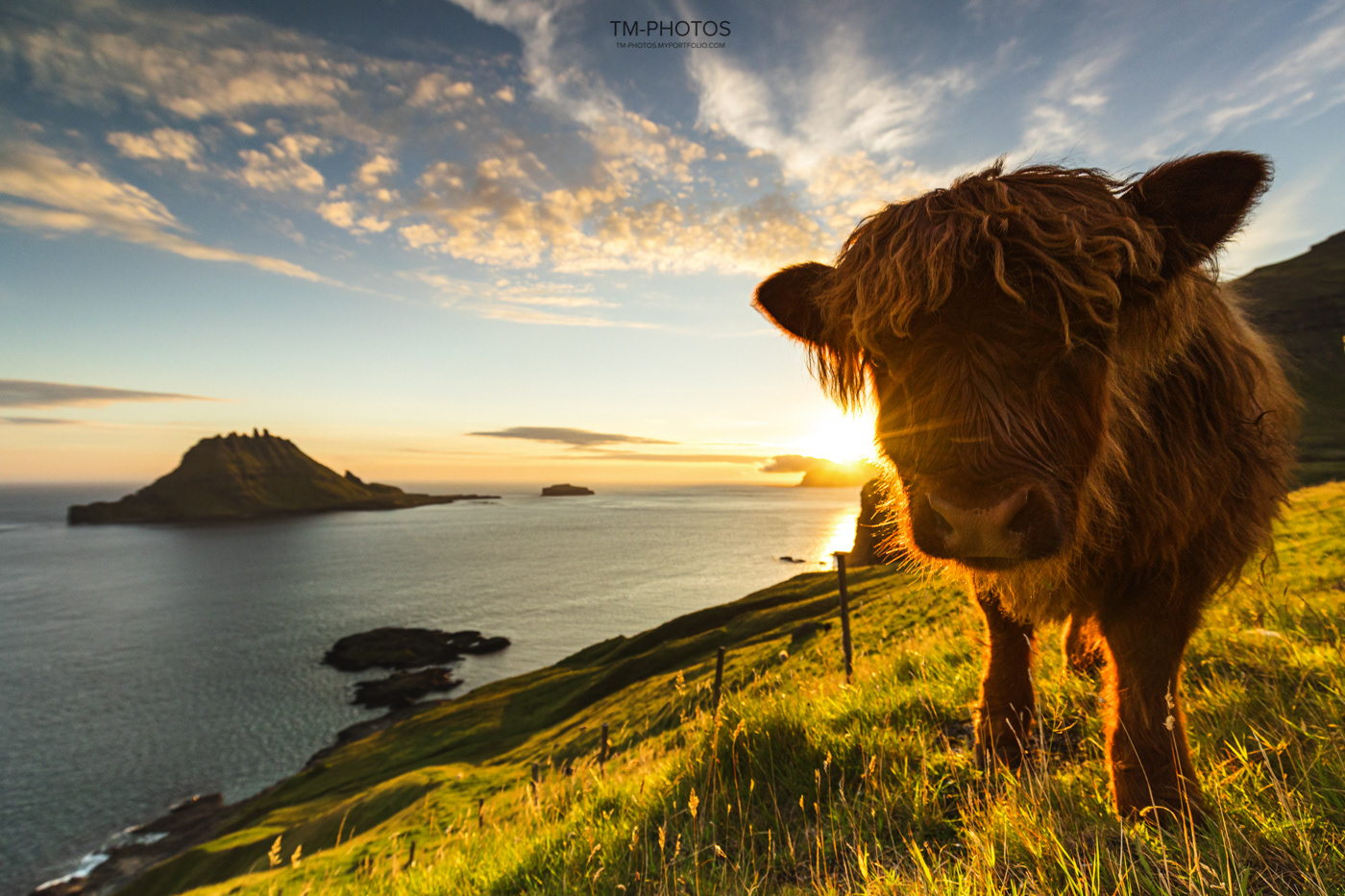 faroe islands highland cattle