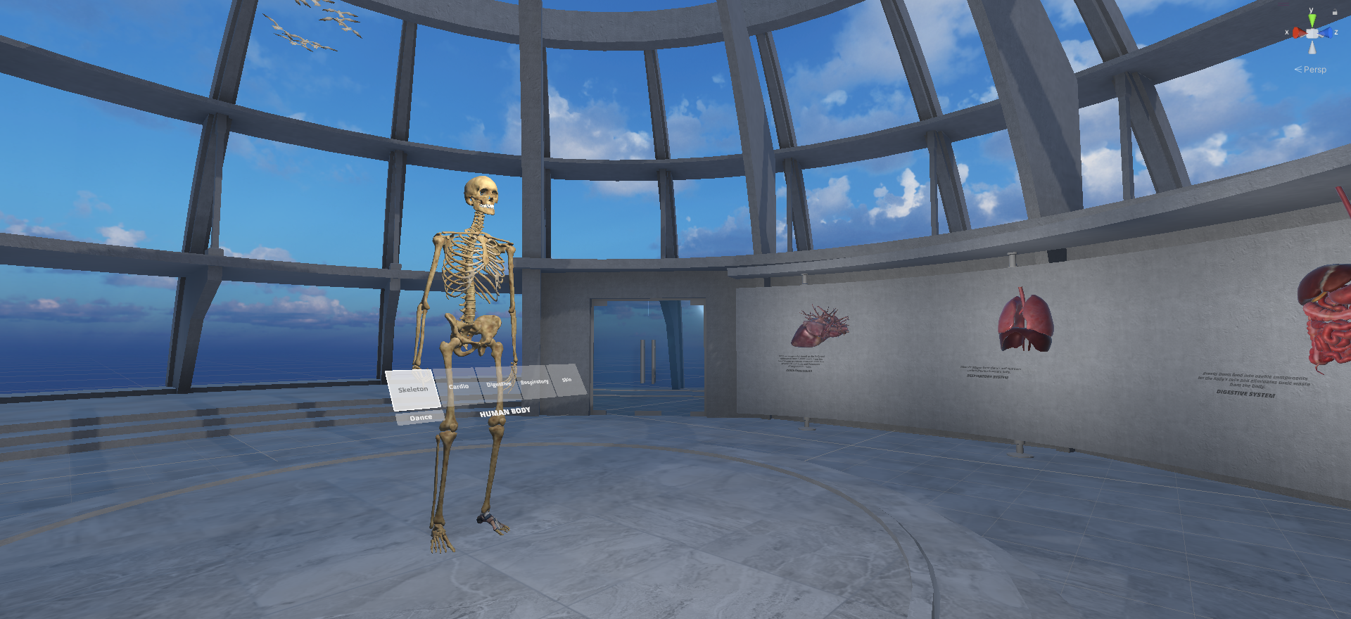 Learn about human internal orans from the skeleton itself
