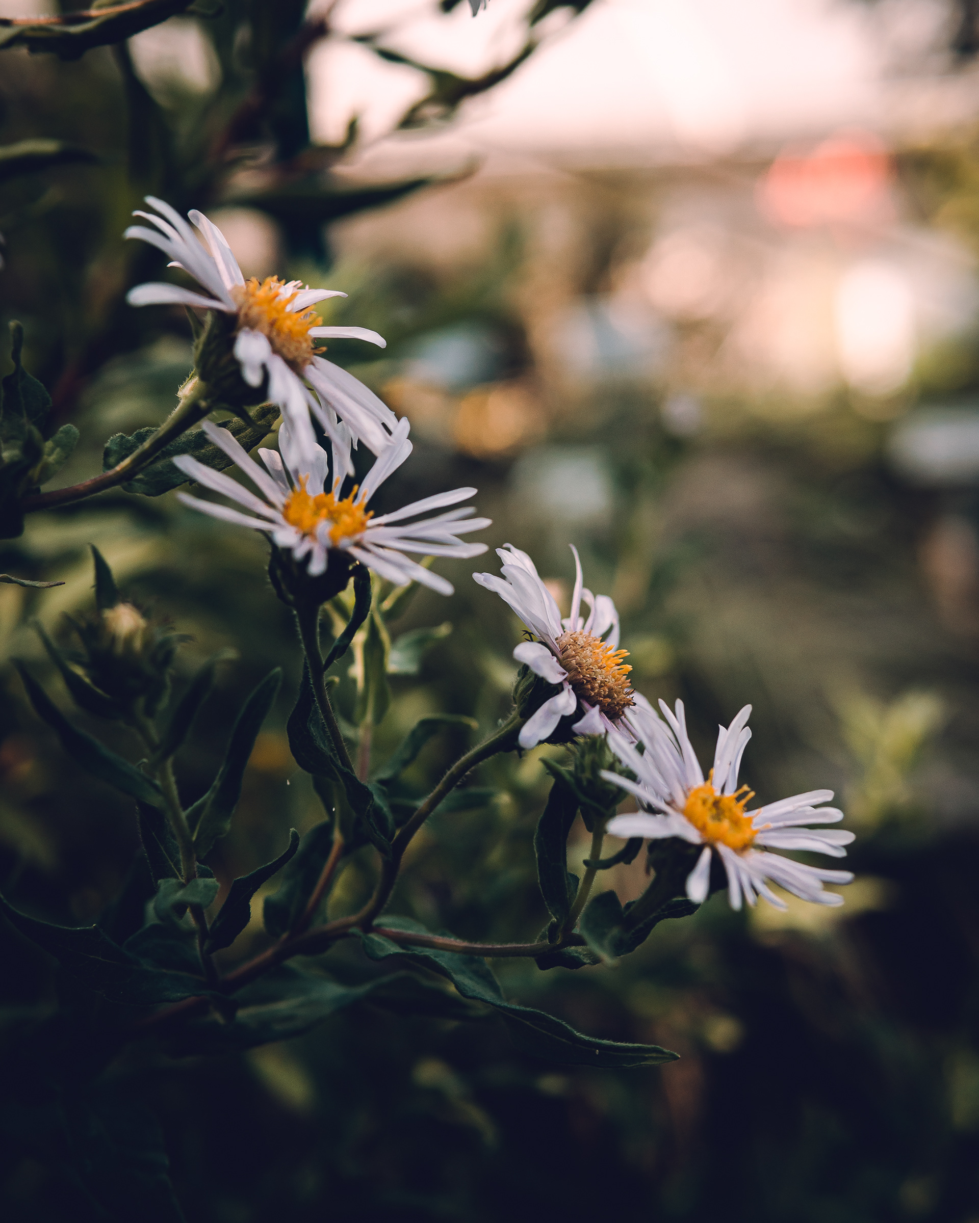 Blumen in einem Garten