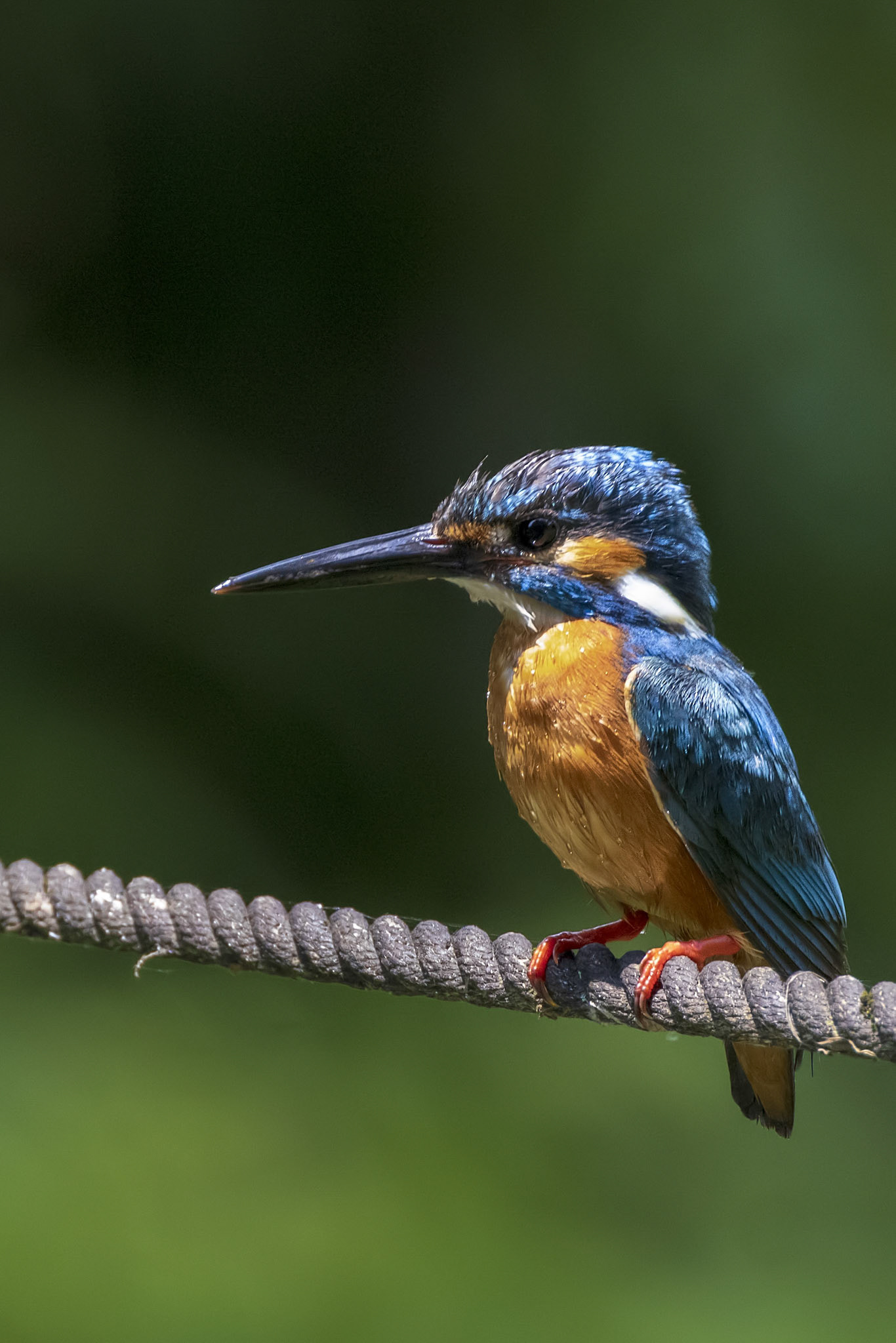 カワセミ オス kingfisher 薬師池公園