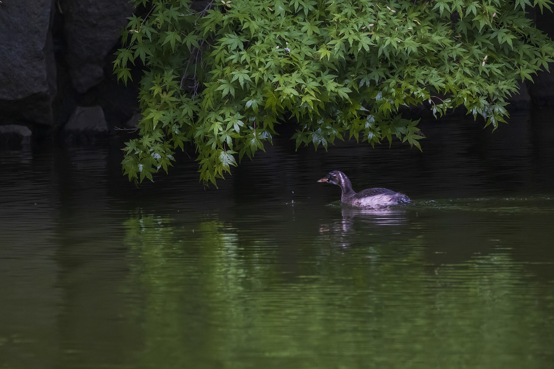 カイツブリ 薬師池公園 幼鳥