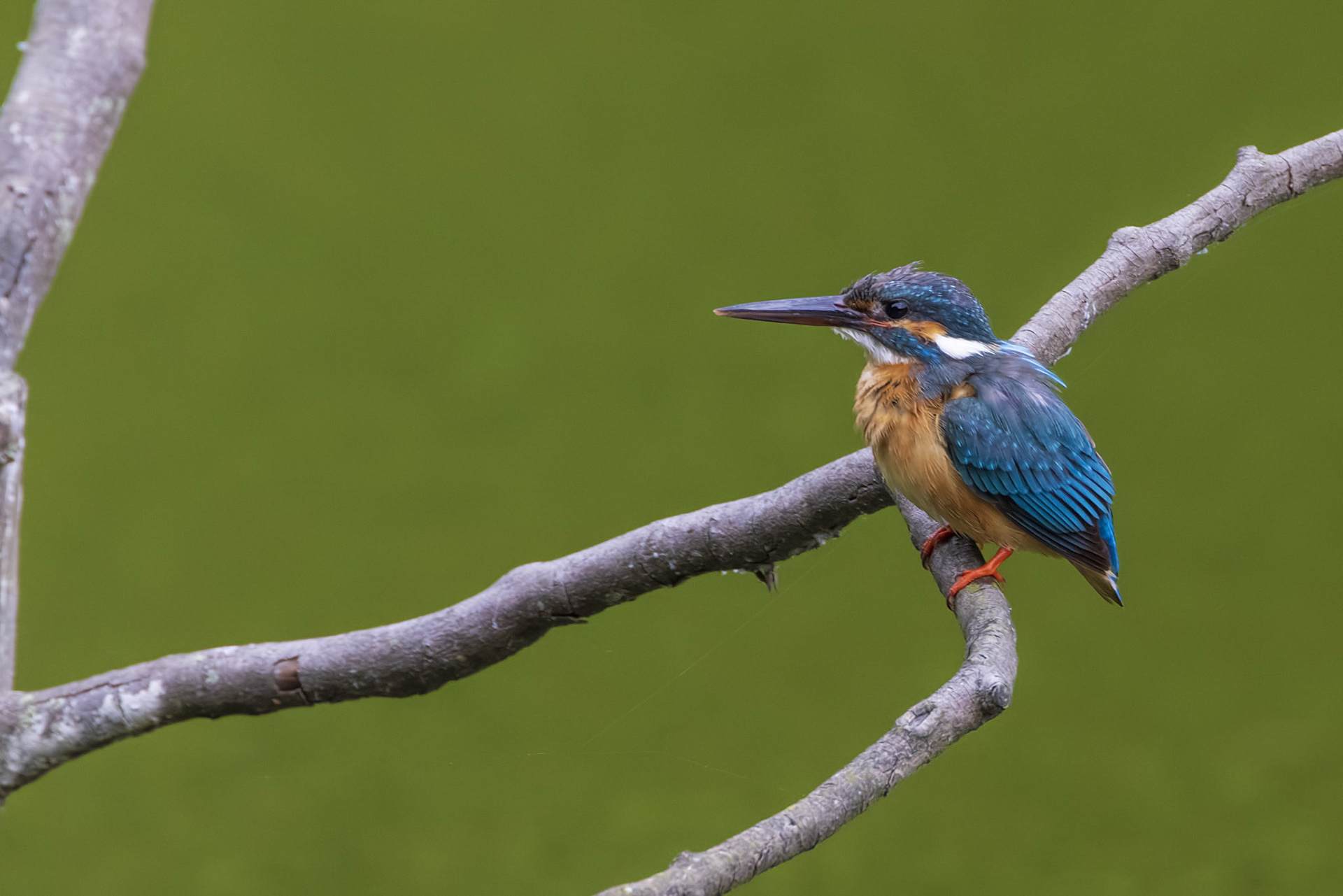 カワセミ メス kingfisher 薬師池公園