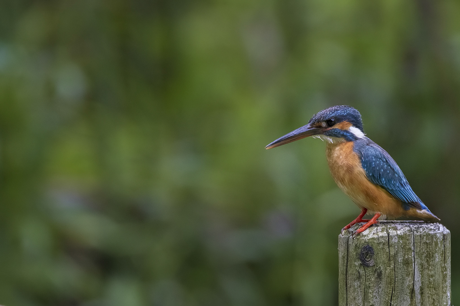 カワセミ メス kingfisher 薬師池公園
