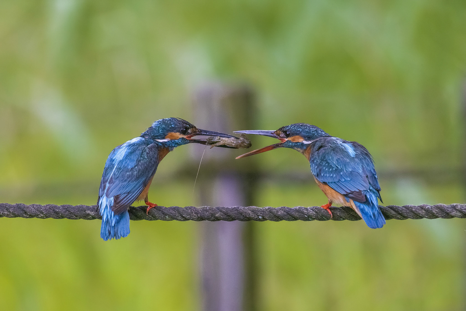 カワセミ プレゼント kingfisher 薬師池公園