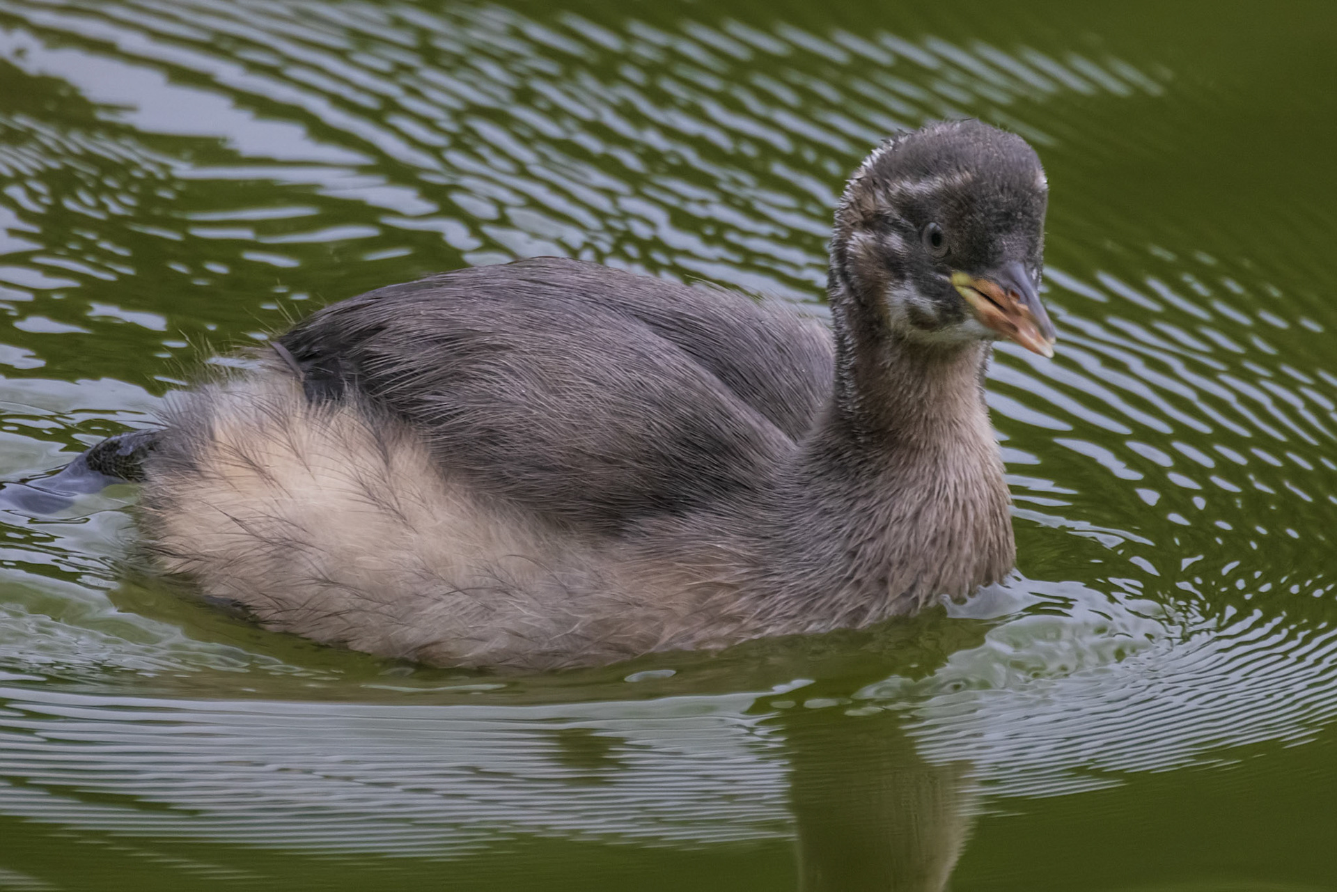 カイツブリ 薬師池公園