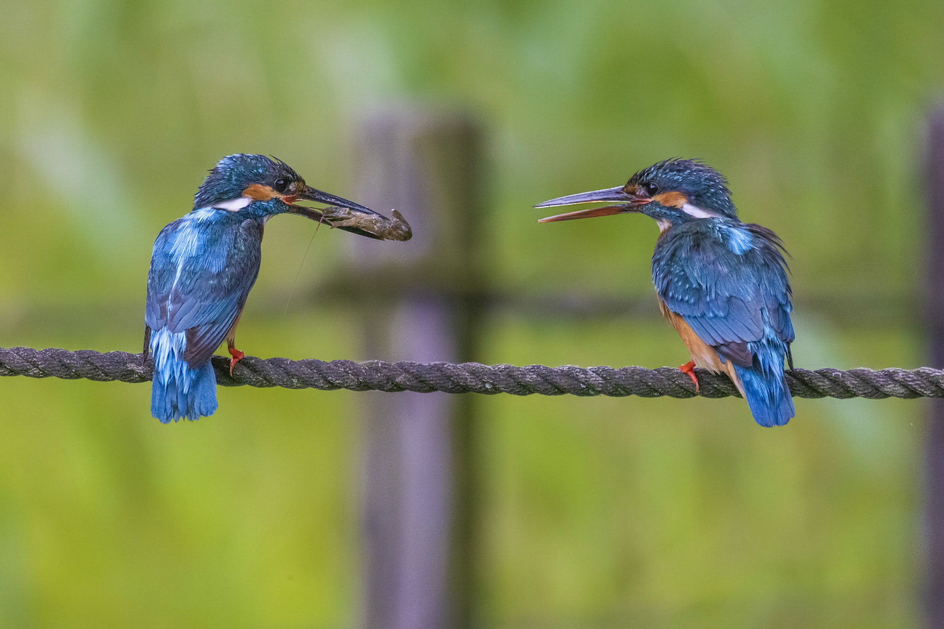 カワセミ プレゼント kingfisher 薬師池公園