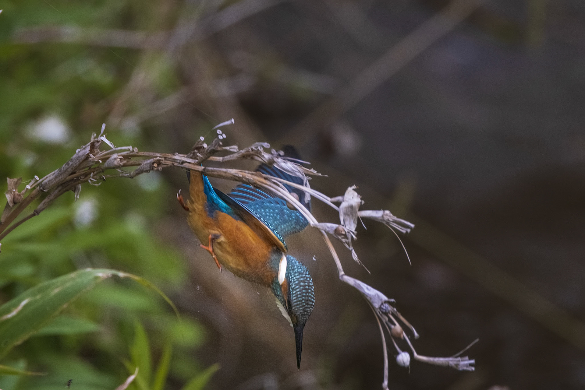 カワセミ オス kingfisher 広袴公園 真光寺川