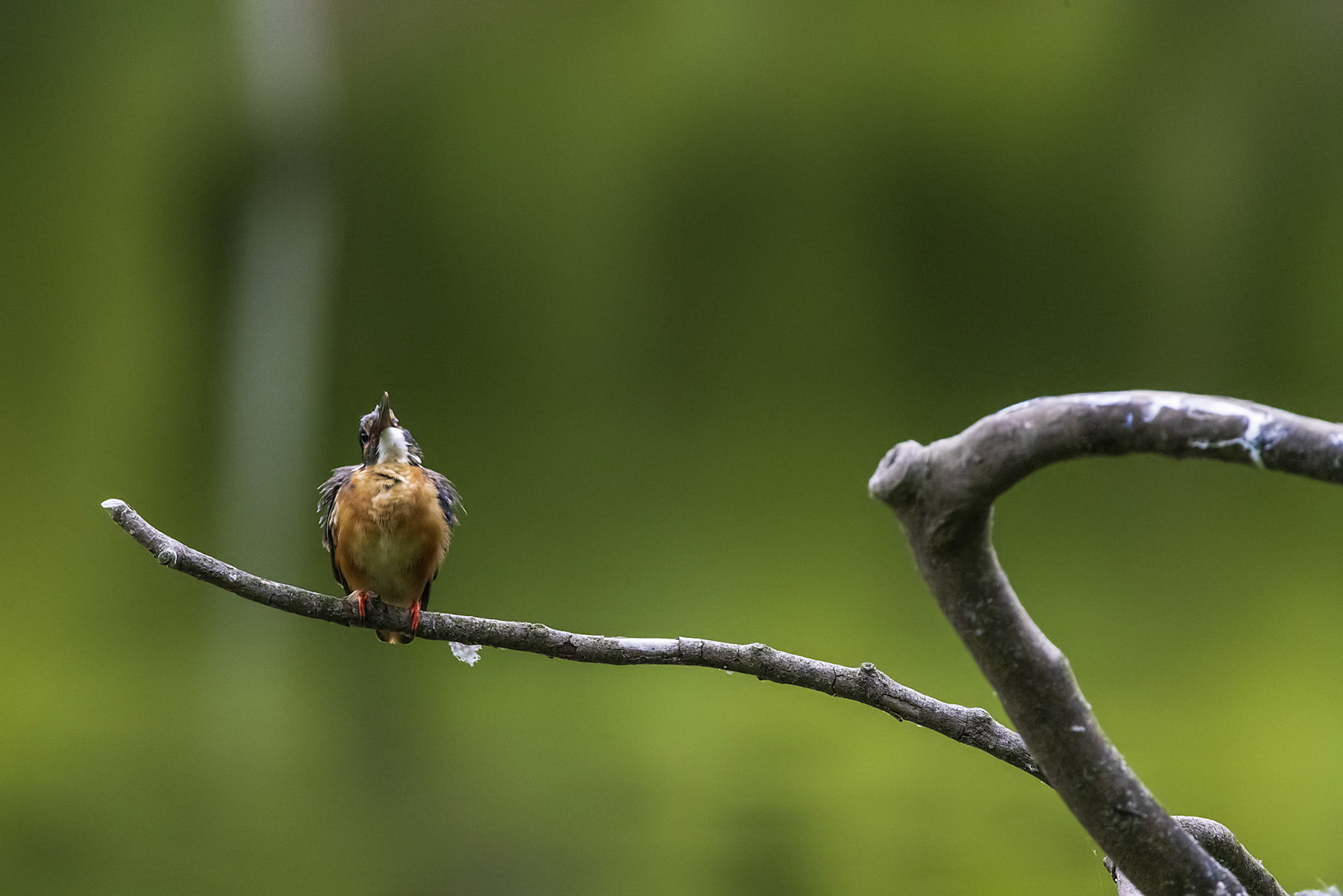 カワセミ メス kingfisher 薬師池公園