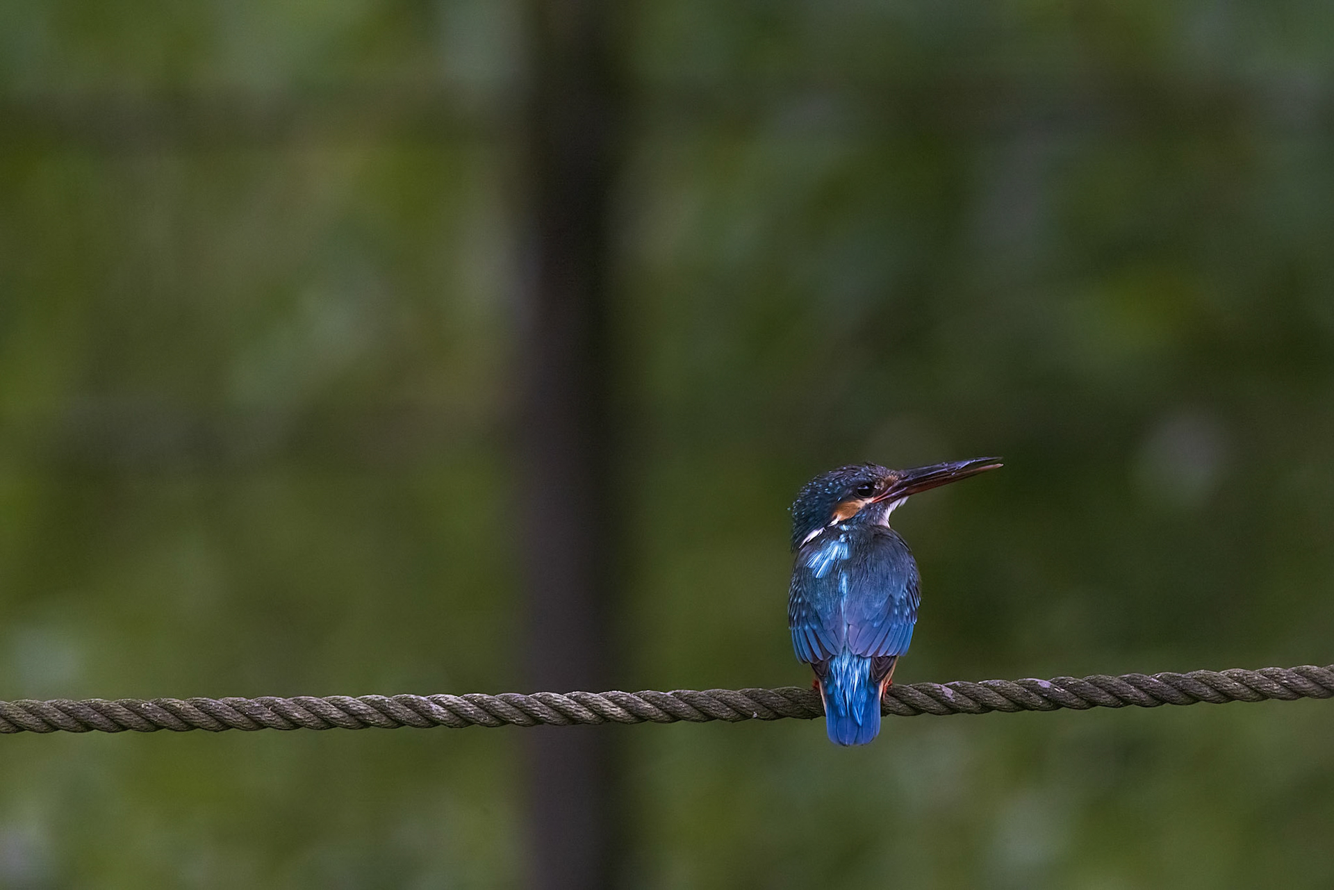 カワセミ メス kingfisher 薬師池公園