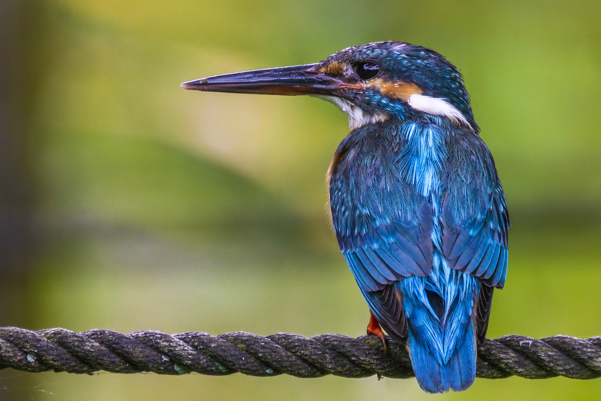 カワセミ メス kingfisher 薬師池公園