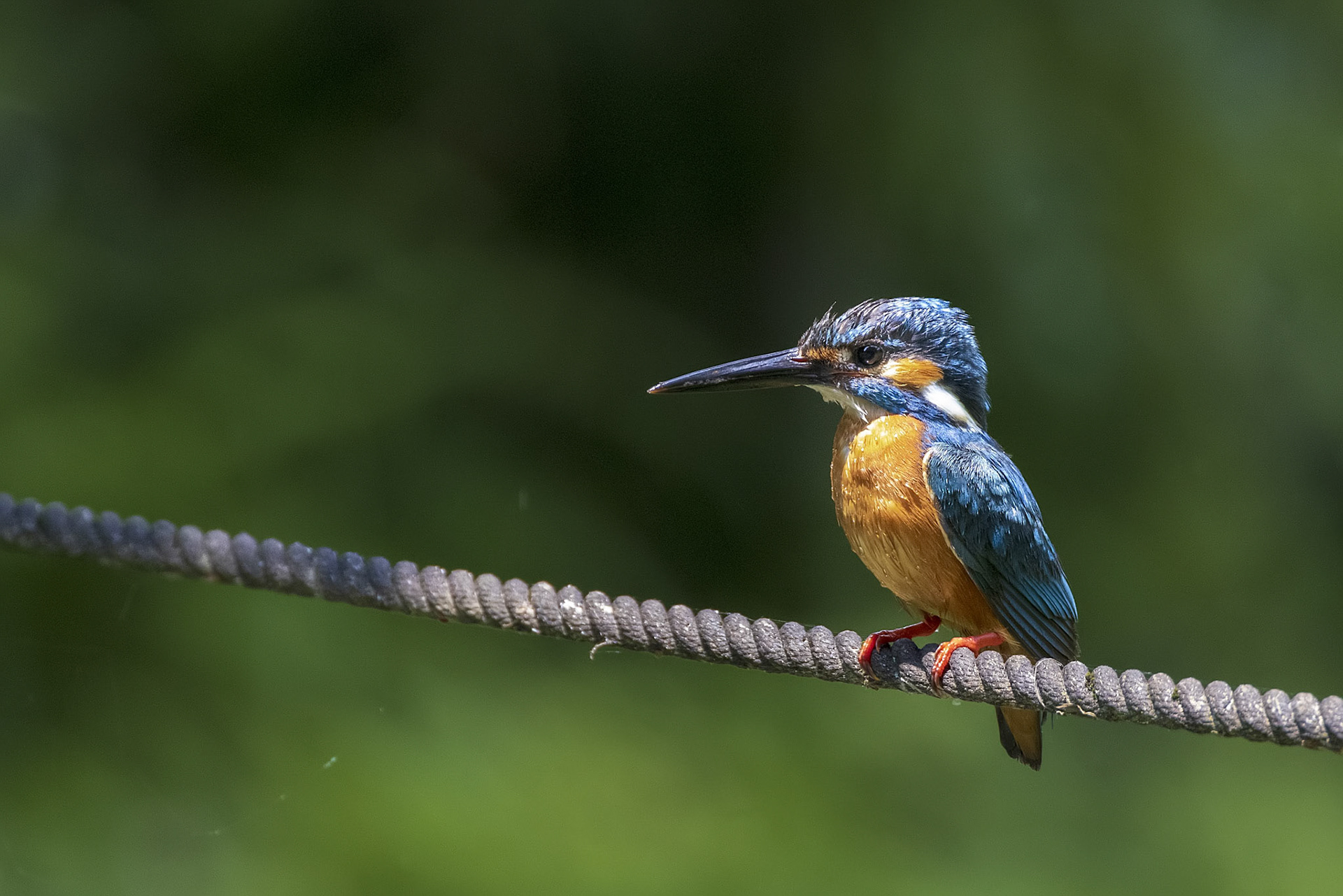 カワセミ オス kingfisher 薬師池公園