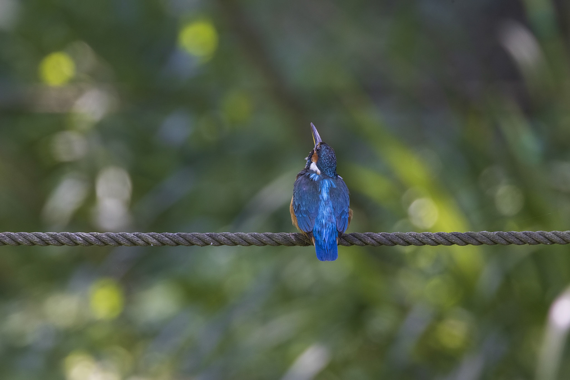 カワセミ メス kingfisher 薬師池公園