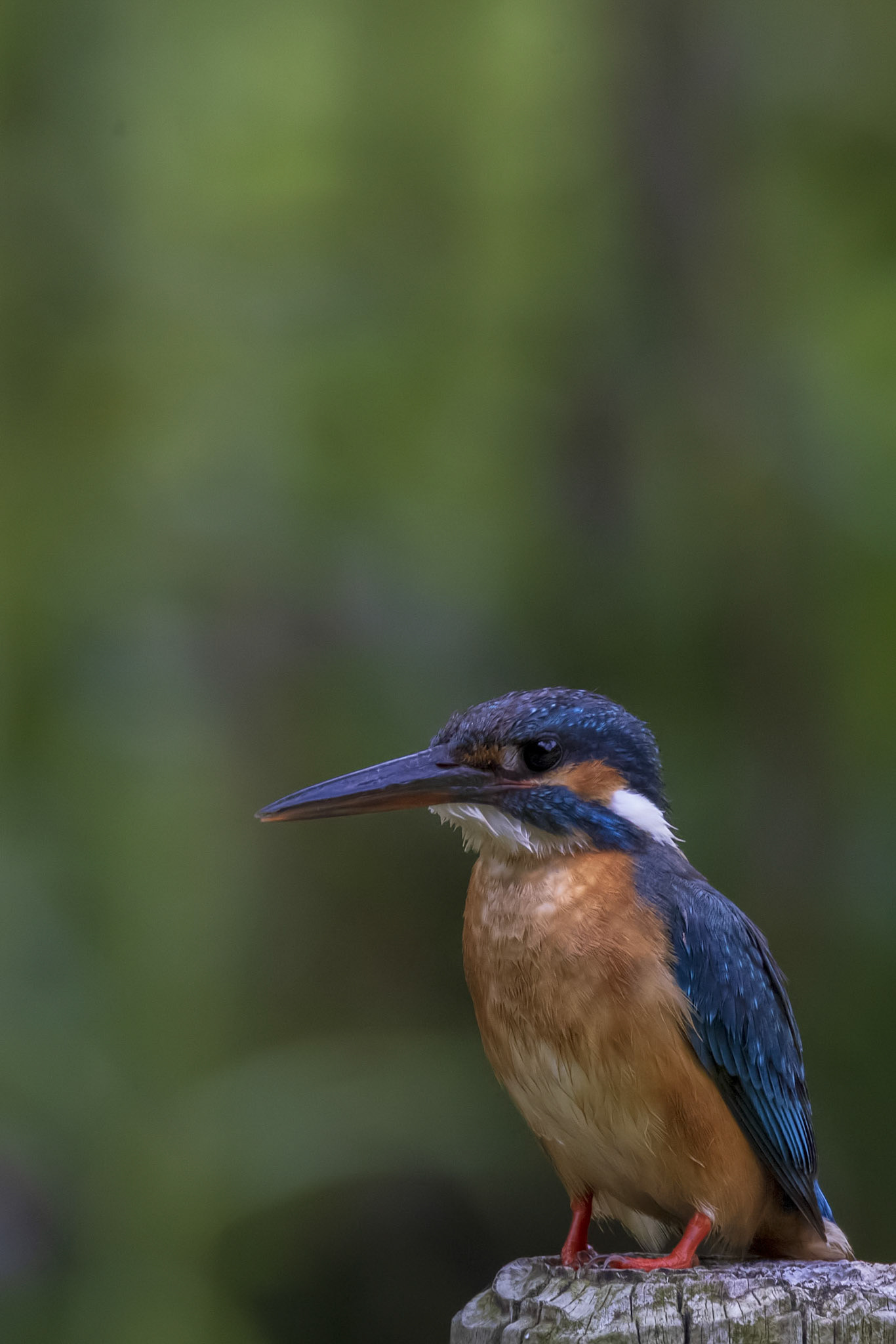 カワセミ メス kingfisher 薬師池公園