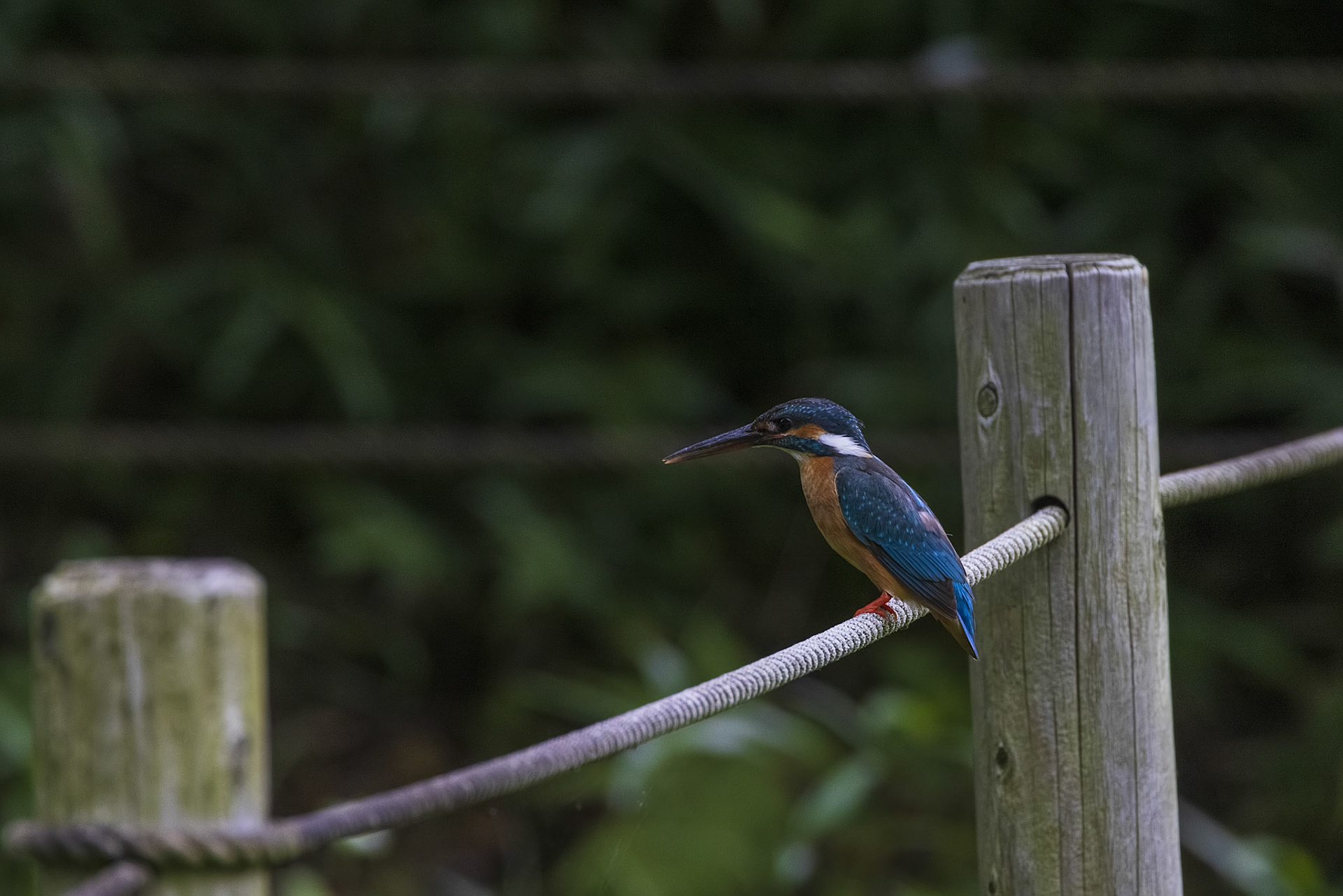 カワセミ メス kingfisher 薬師池公園