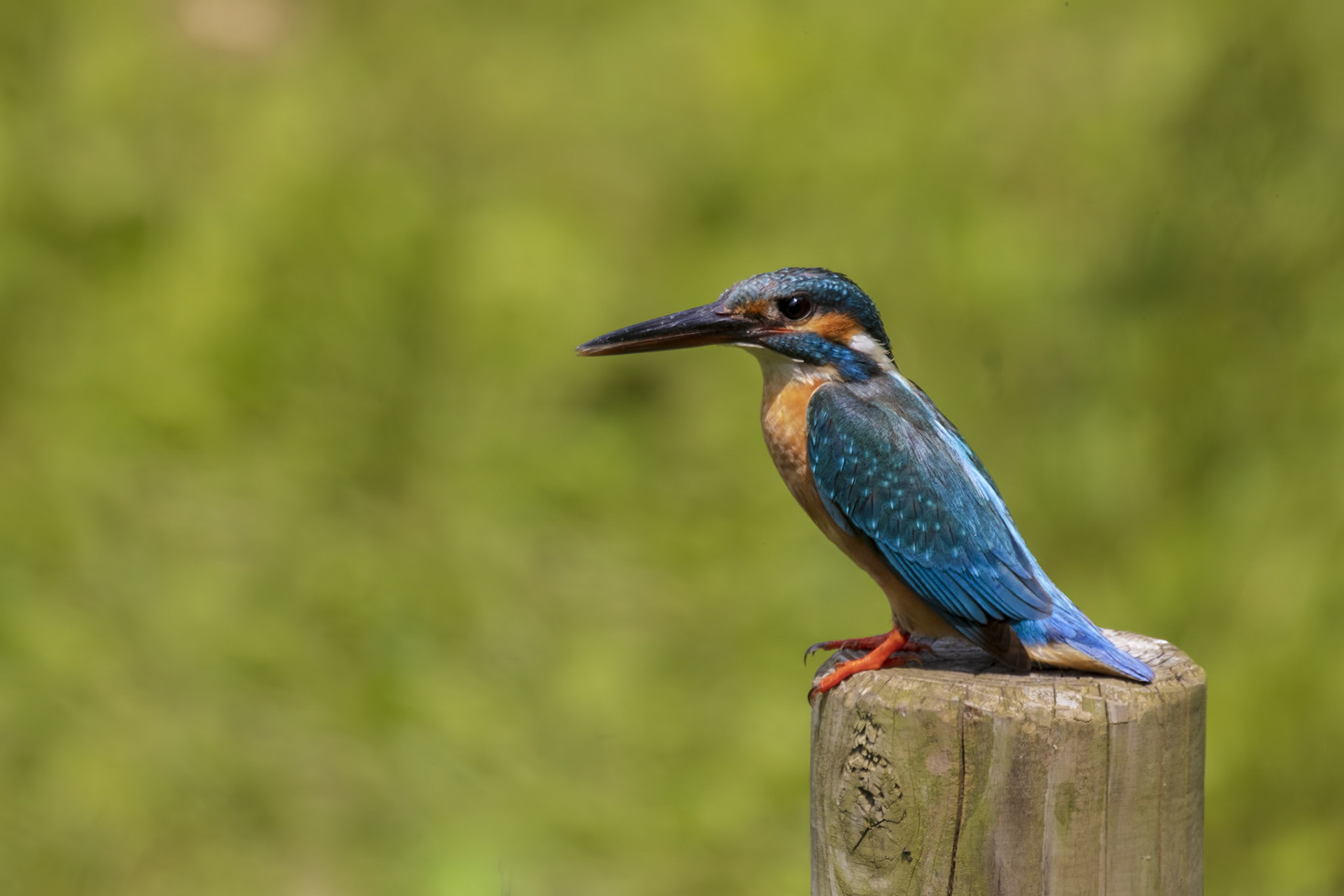 カワセミ メス kingfisher 薬師池公園