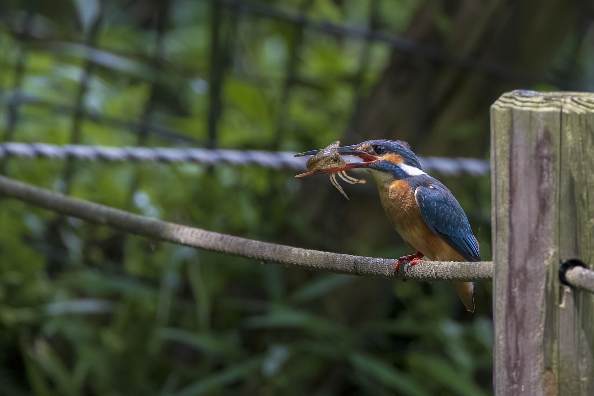 カワセミ メス kingfisher エビ 薬師池公園