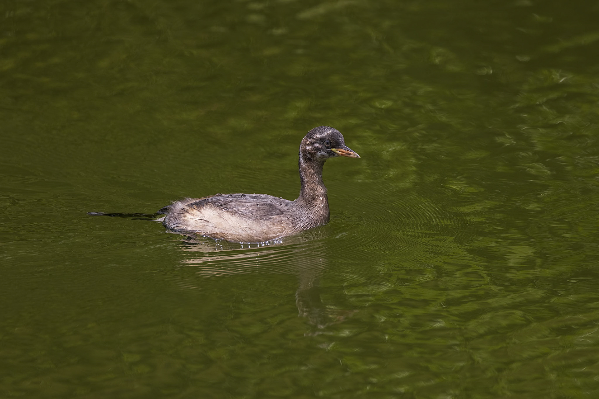 カイツブリ 薬師池公園 幼鳥