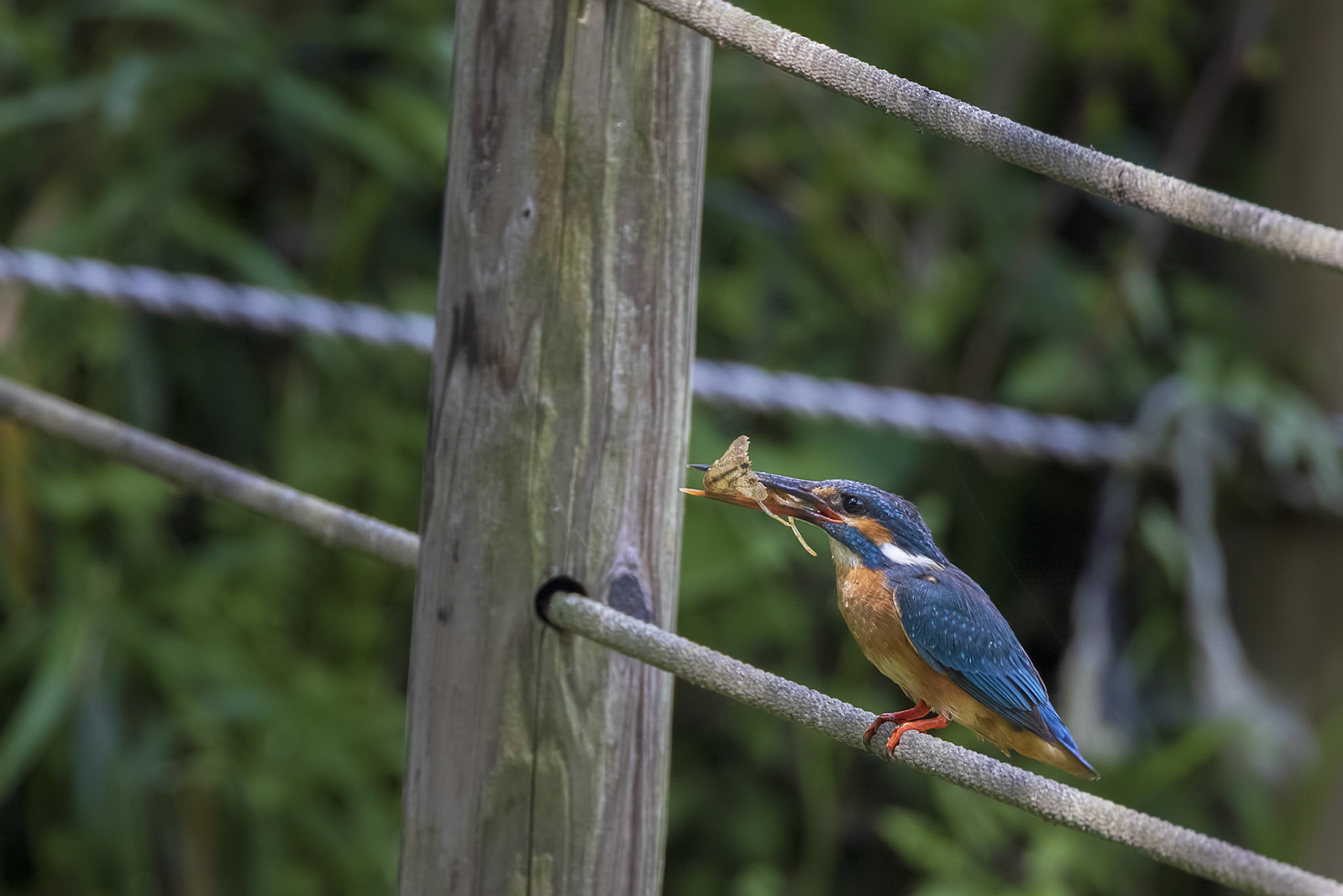 カワセミ メス kingfisher エビ 薬師池公園