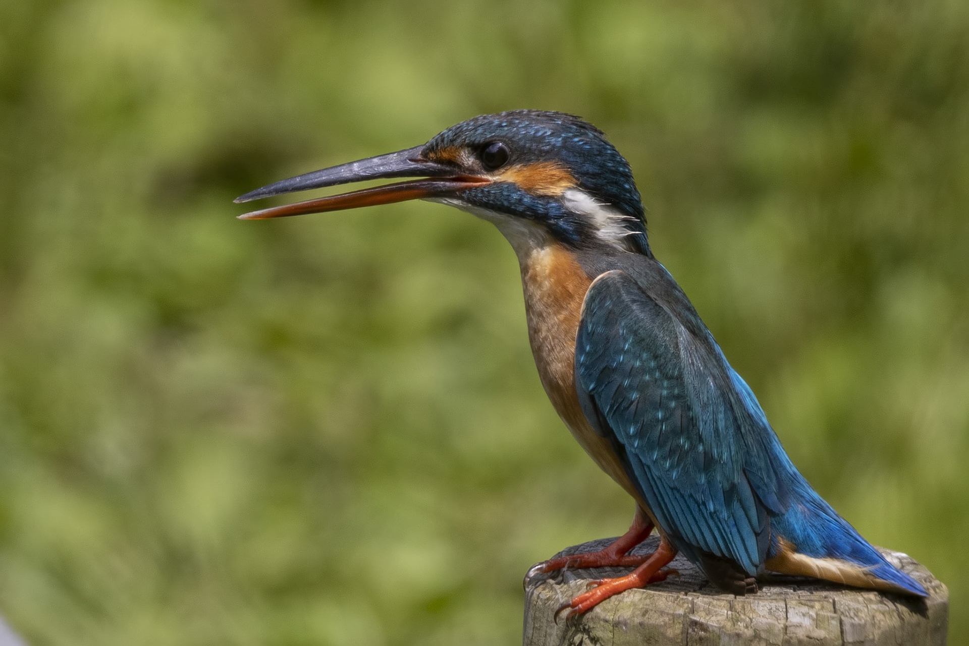 カワセミ メス kingfisher 薬師池公園