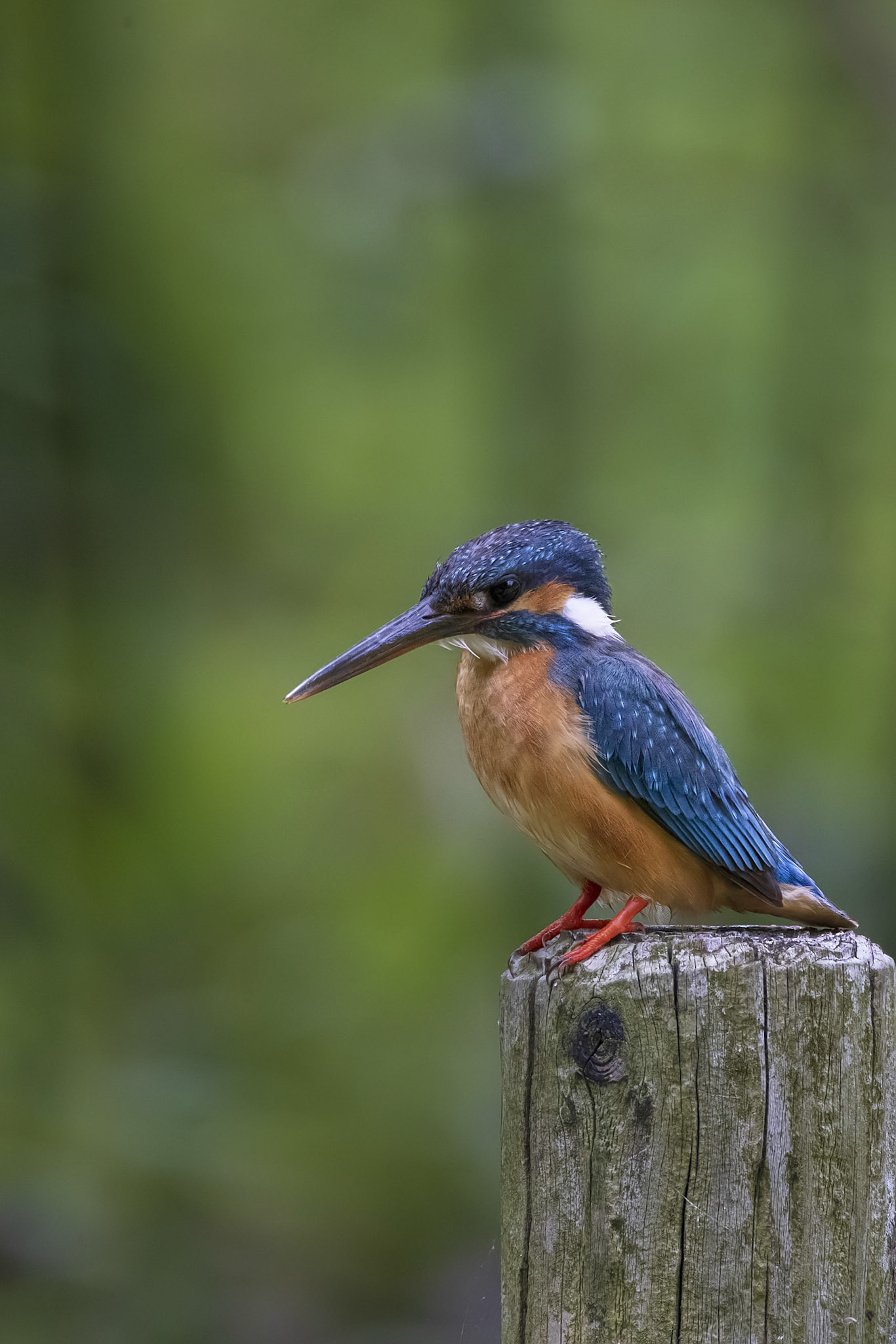 カワセミ メス kingfisher 薬師池公園
