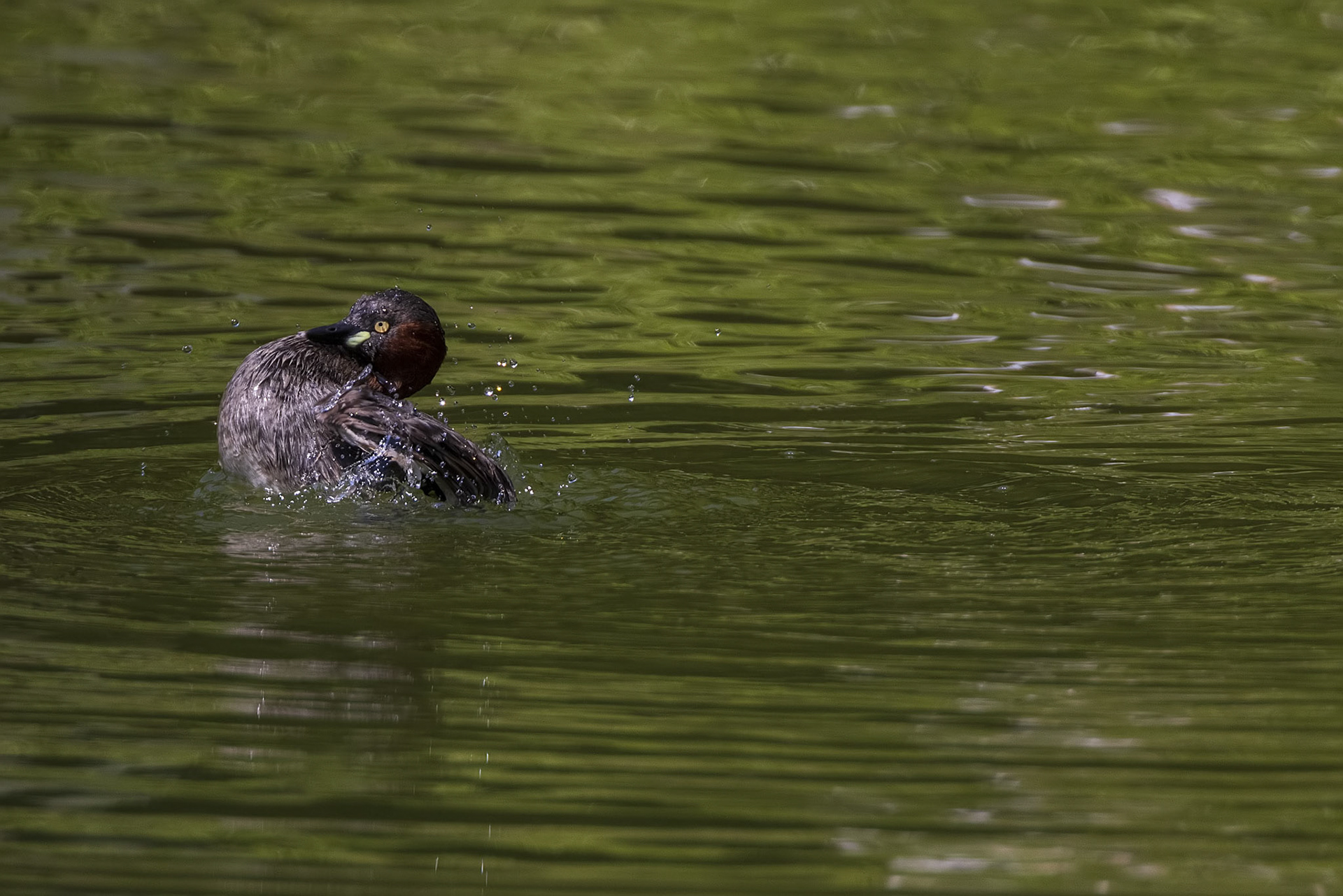 カイツブリ 薬師池公園