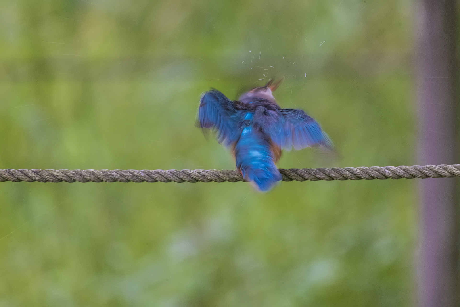カワセミ メス kingfisher 薬師池公園