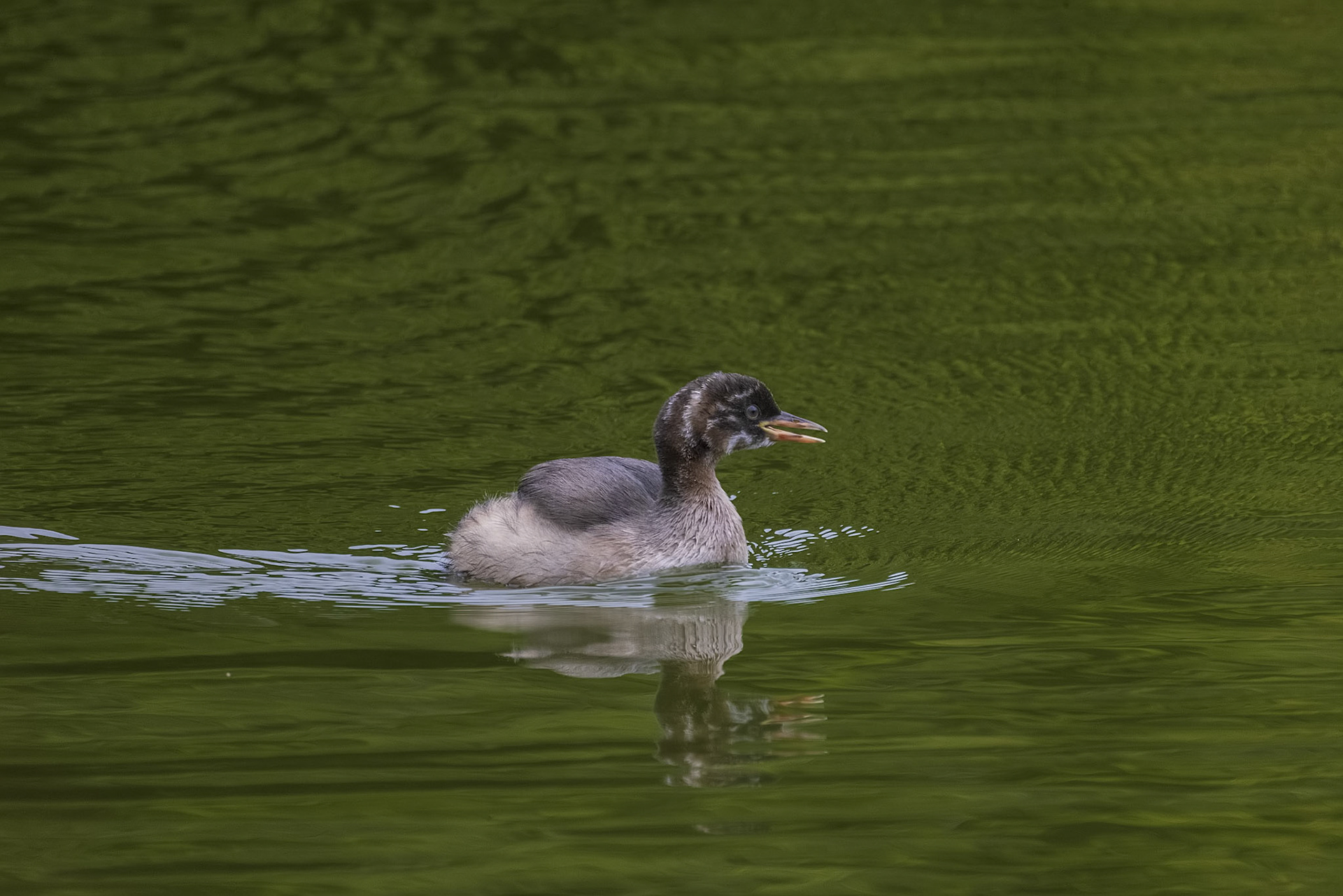 カイツブリ 薬師池公園