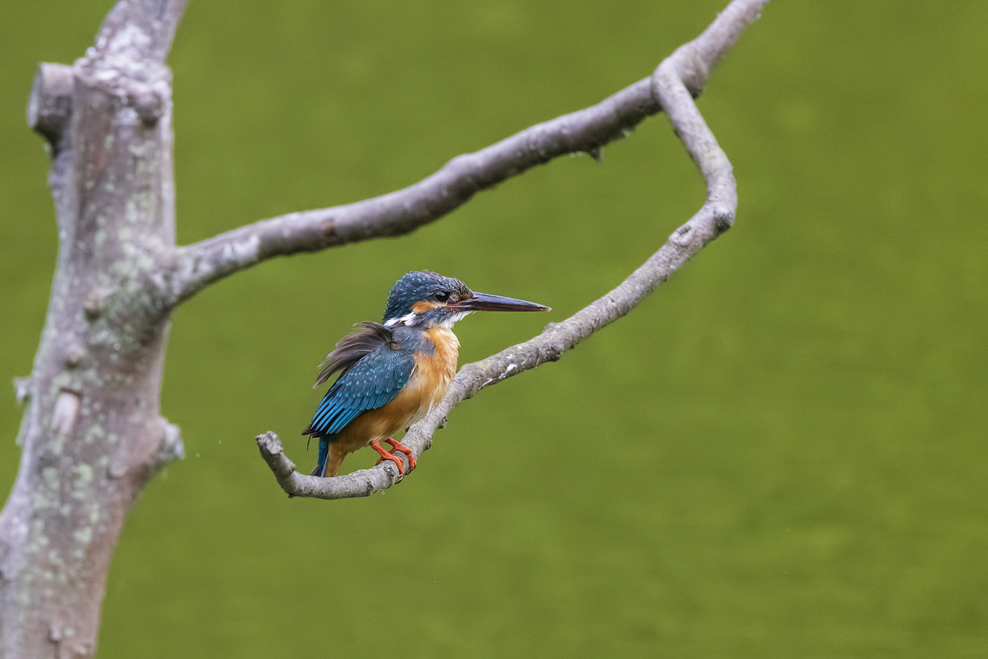 カワセミ メス kingfisher 薬師池公園