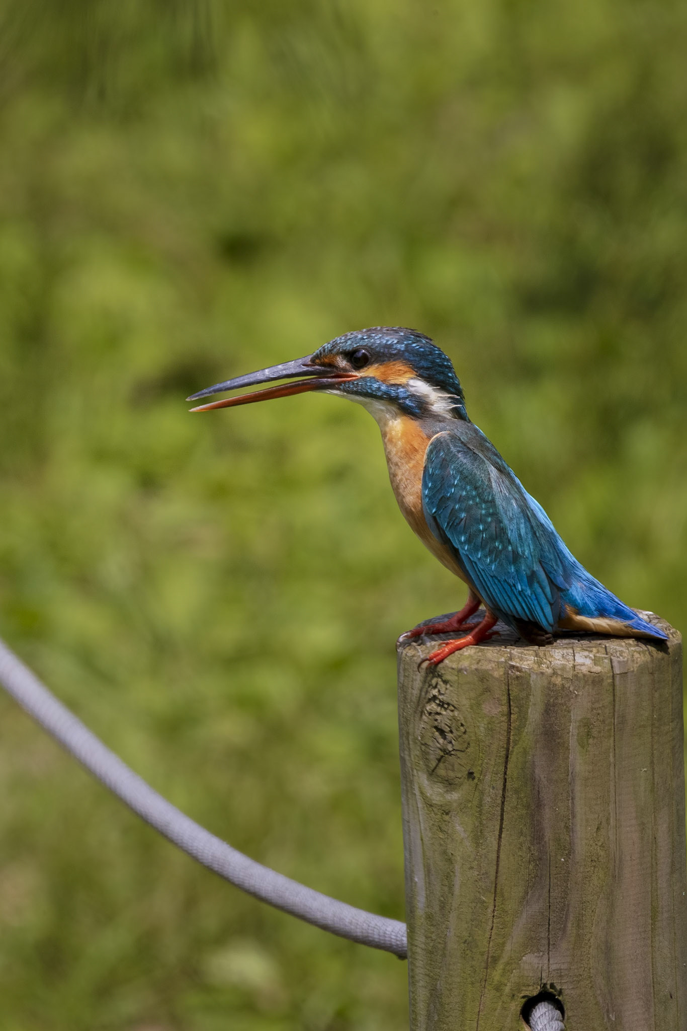 カワセミ メス kingfisher 薬師池公園