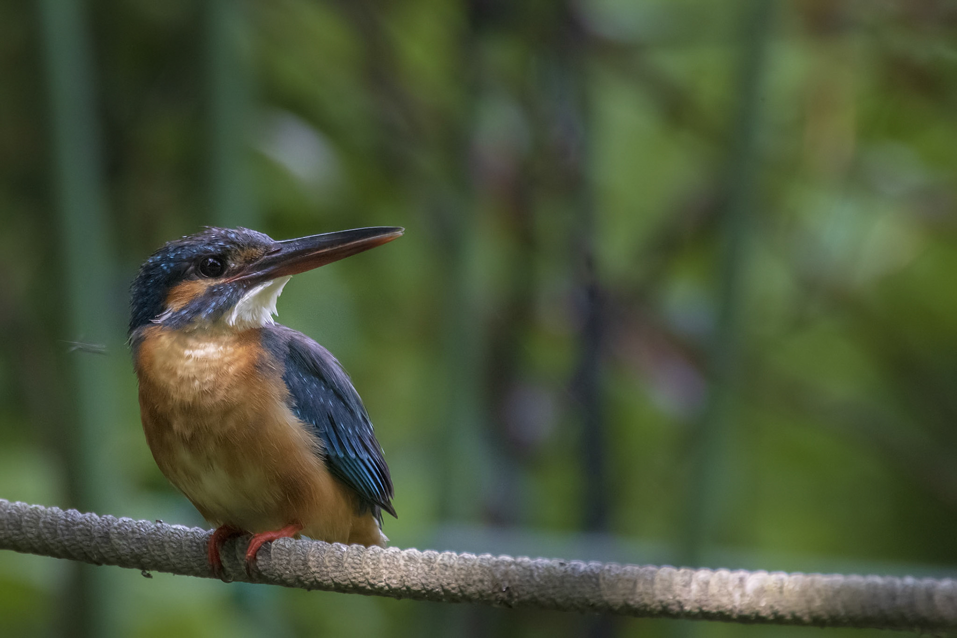 カワセミ メス kingfisher 薬師池公園