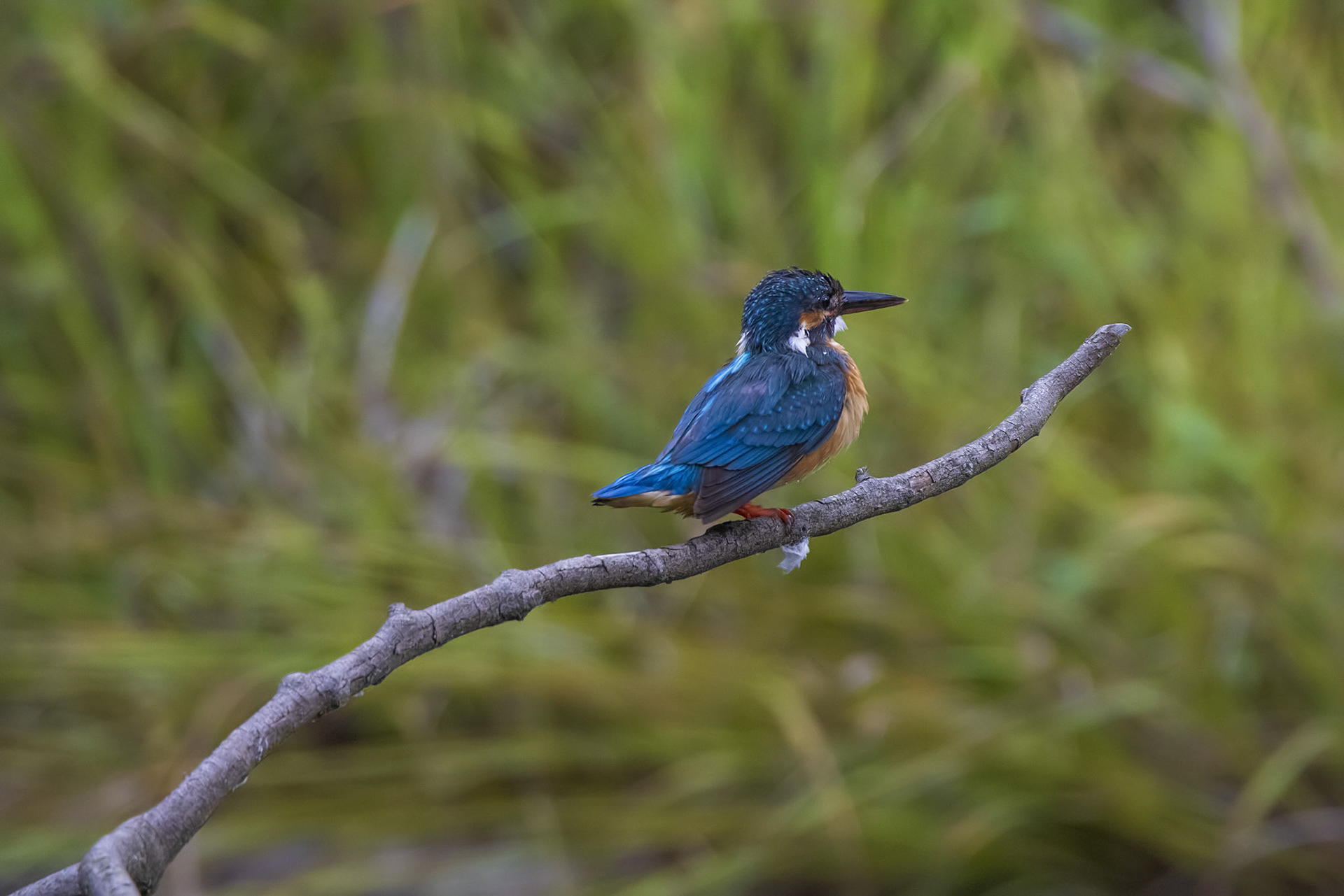 カワセミ メス kingfisher 薬師池公園