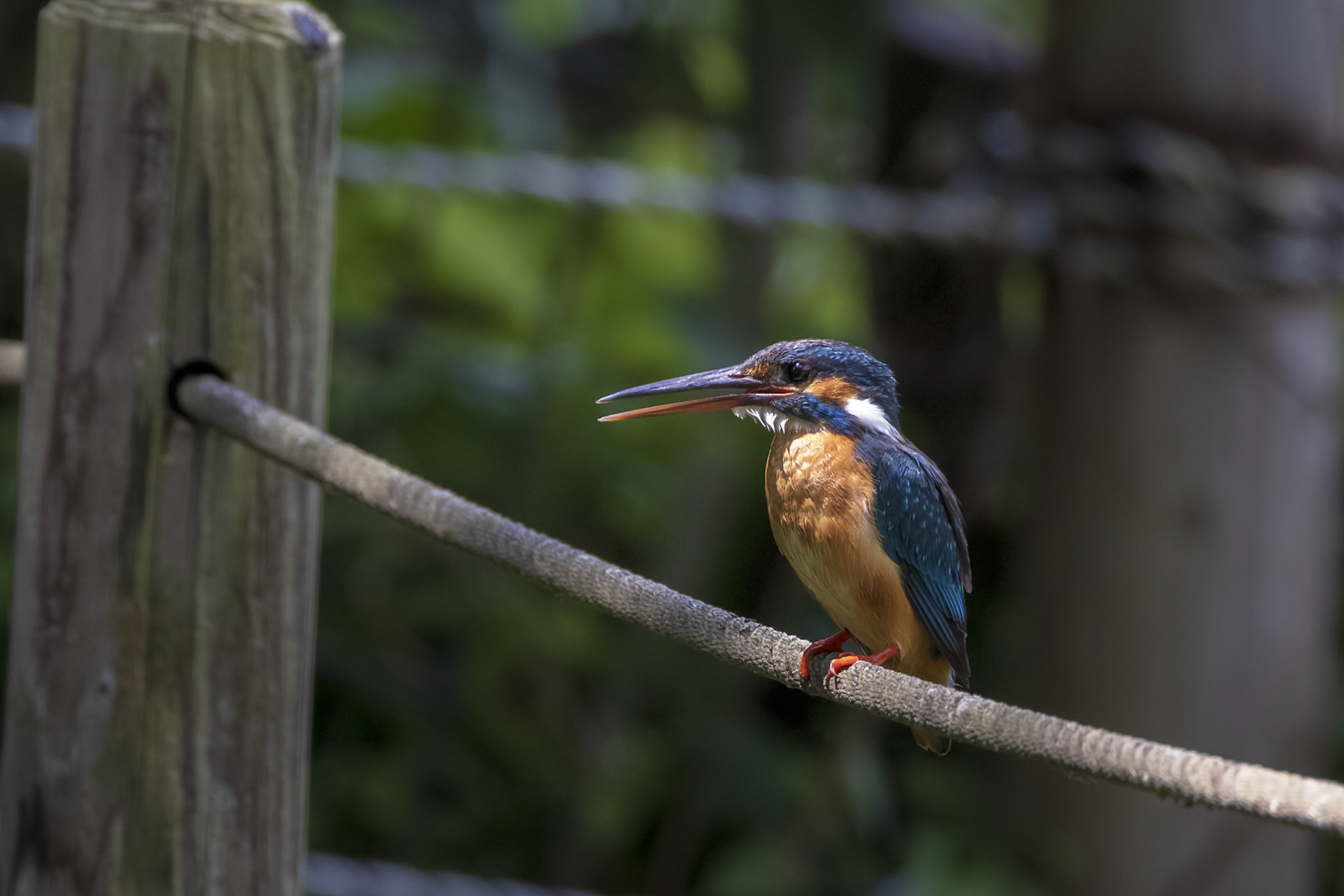 カワセミ メス kingfisher 薬師池公園