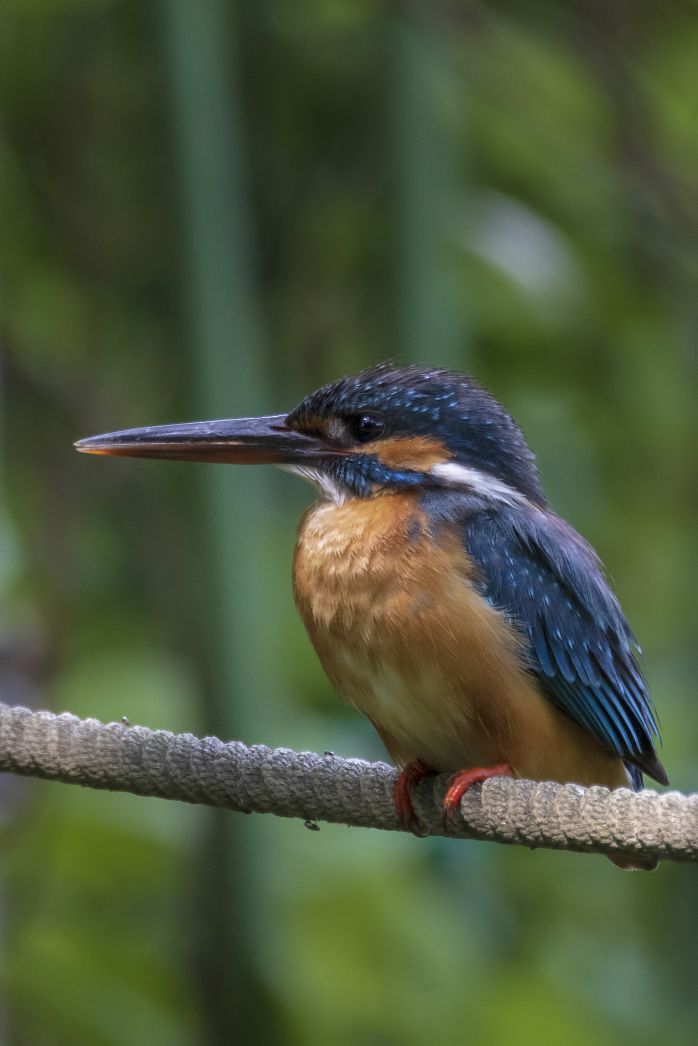 カワセミ メス kingfisher 薬師池公園