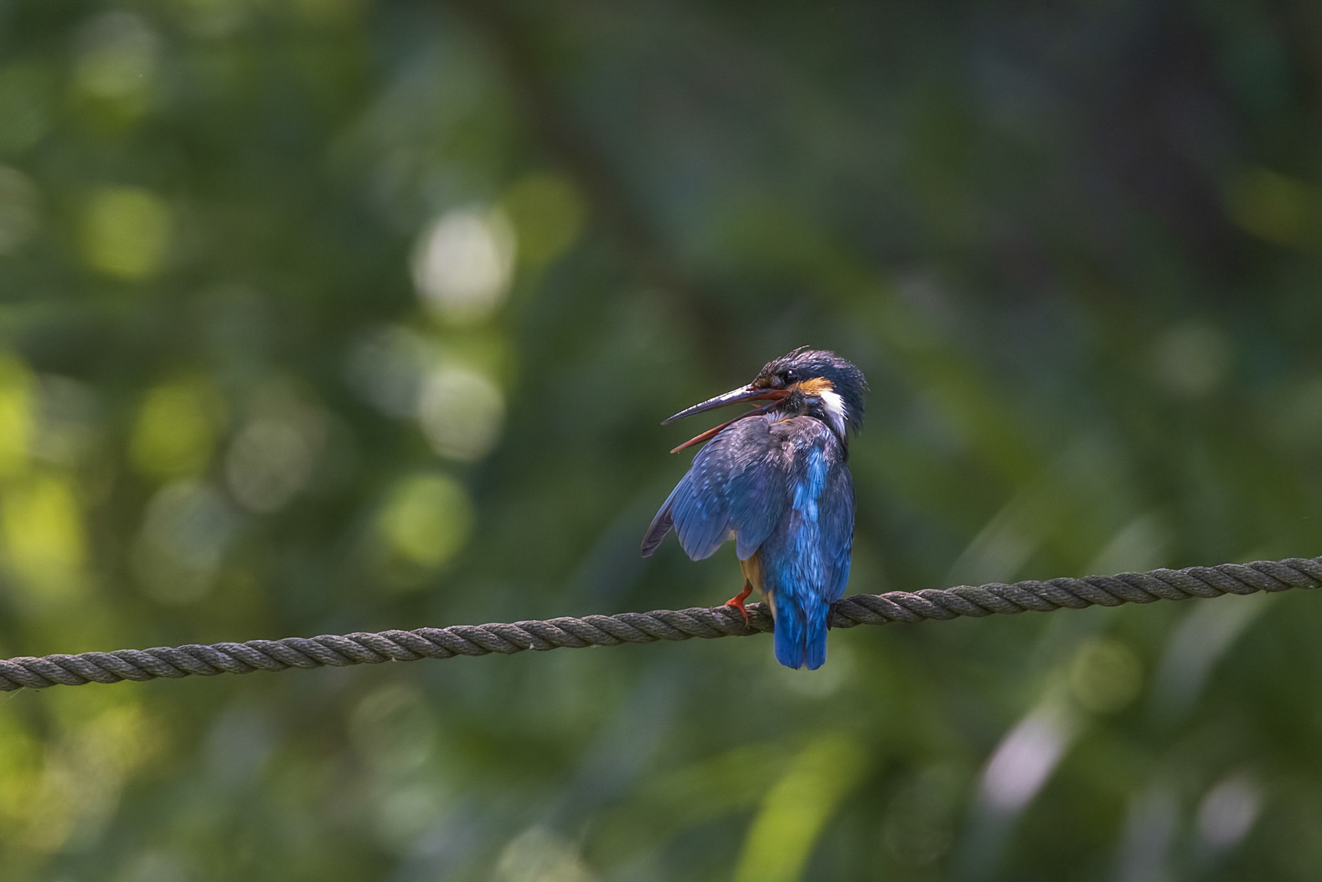 カワセミ メス kingfisher 薬師池公園