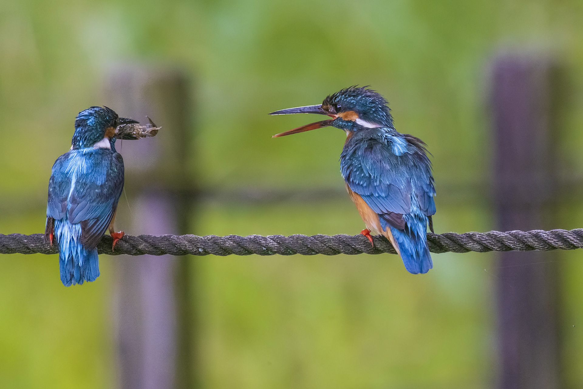 カワセミ プレゼント kingfisher 薬師池公園