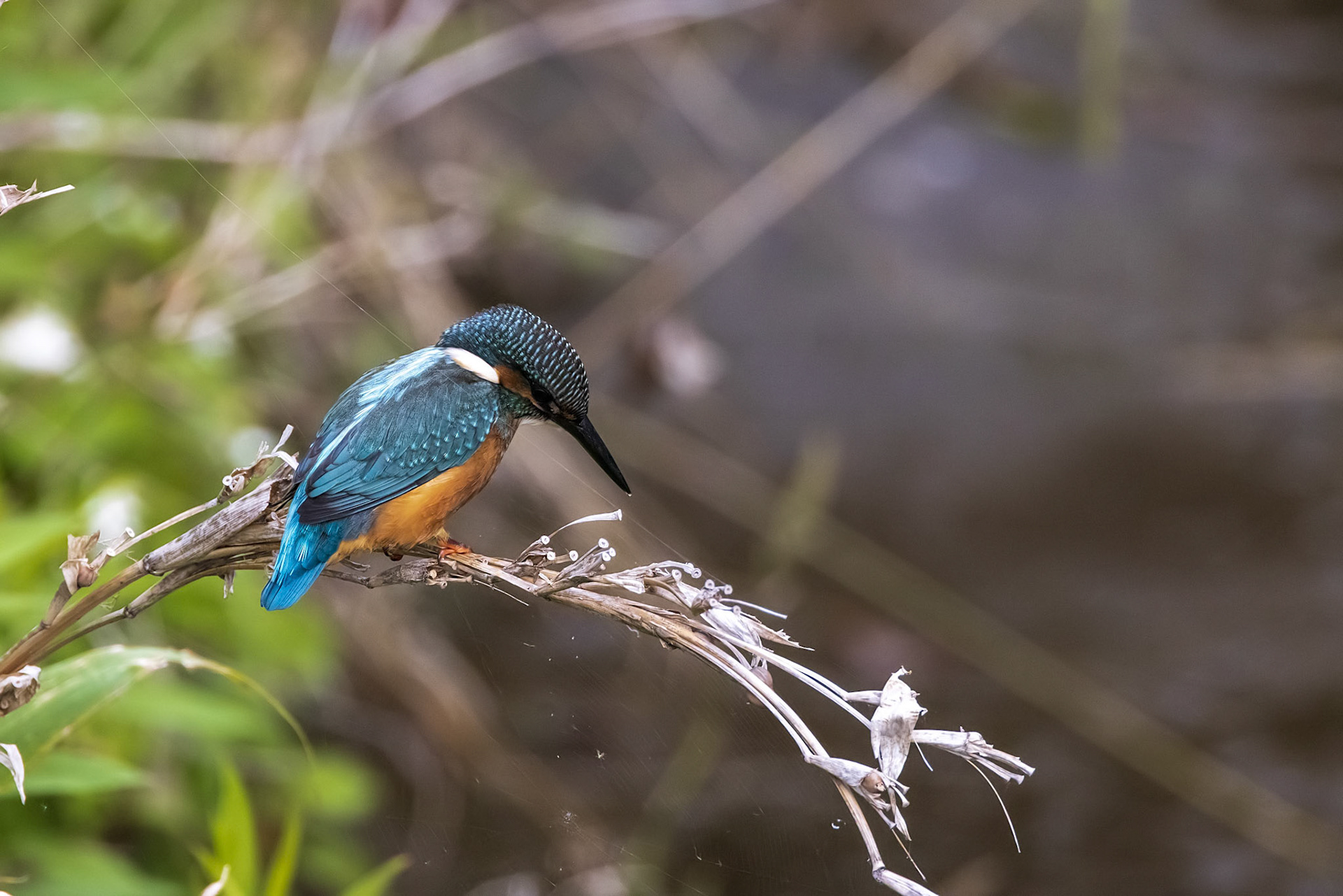 カワセミ オス kingfisher 広袴公園 真光寺川