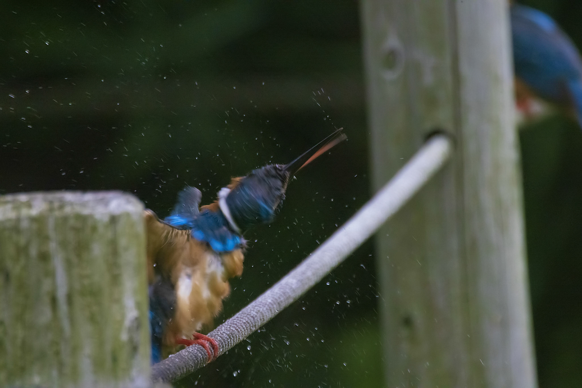 カワセミ メス kingfisher 薬師池公園