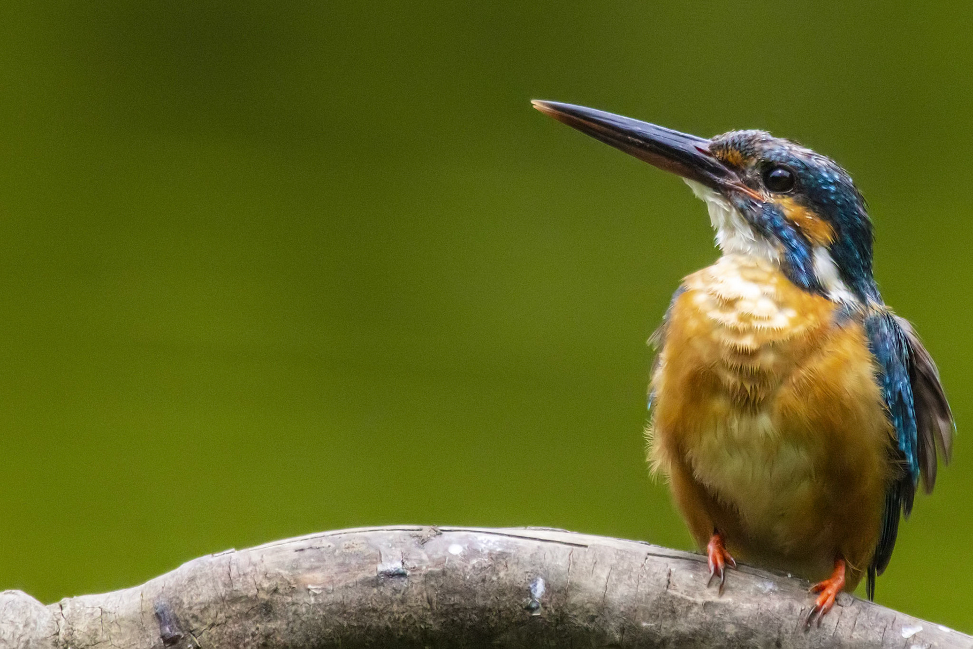 カワセミ メス kingfisher 薬師池公園