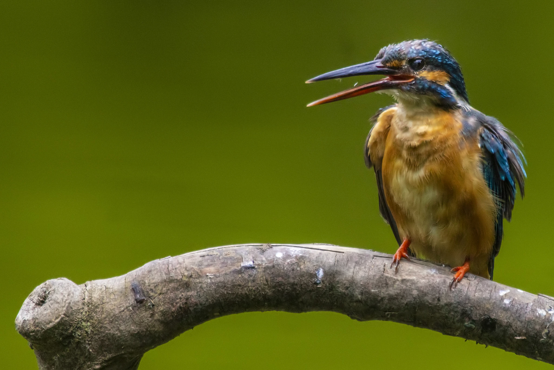 カワセミ メス kingfisher 薬師池公園