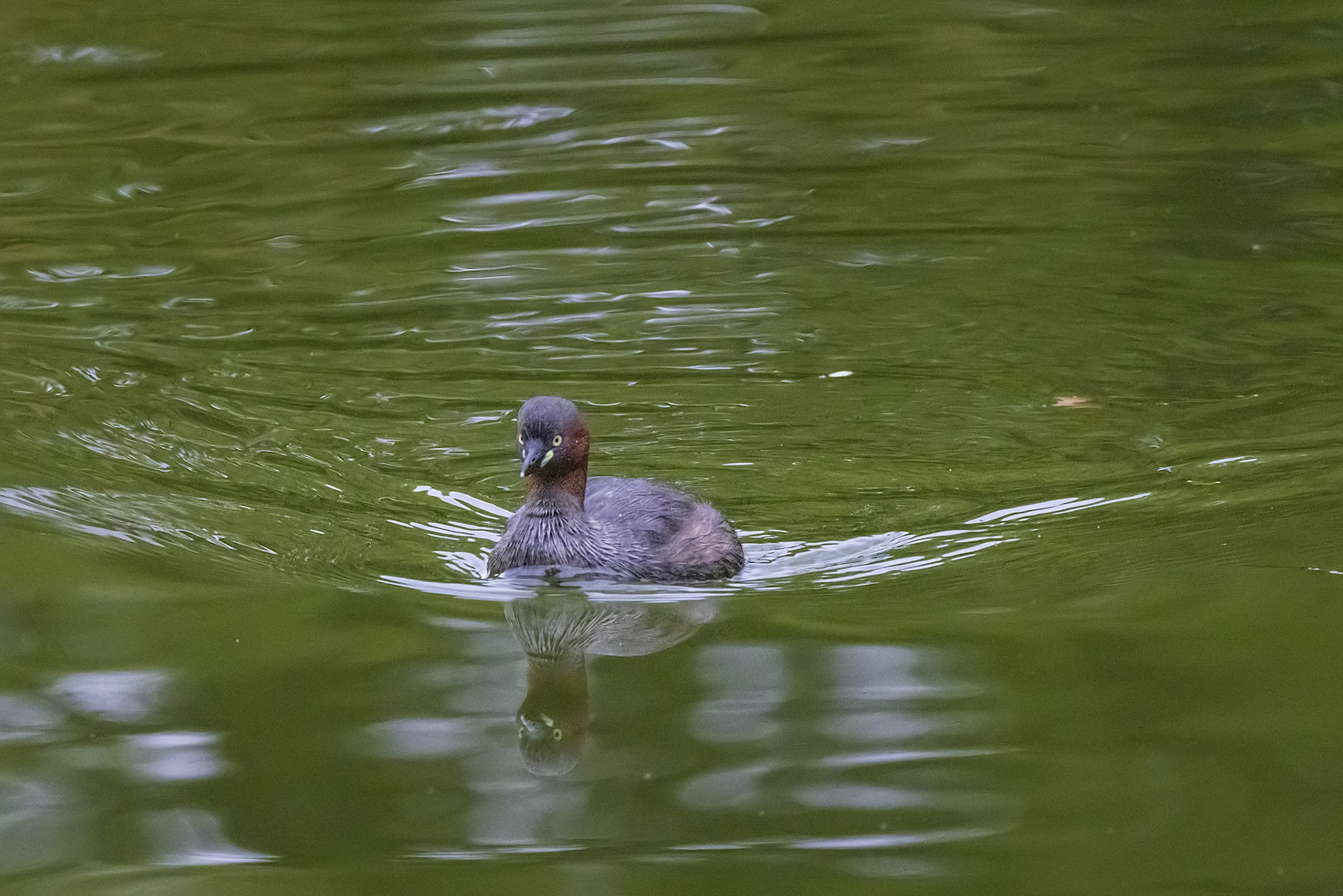 カイツブリ 薬師池公園