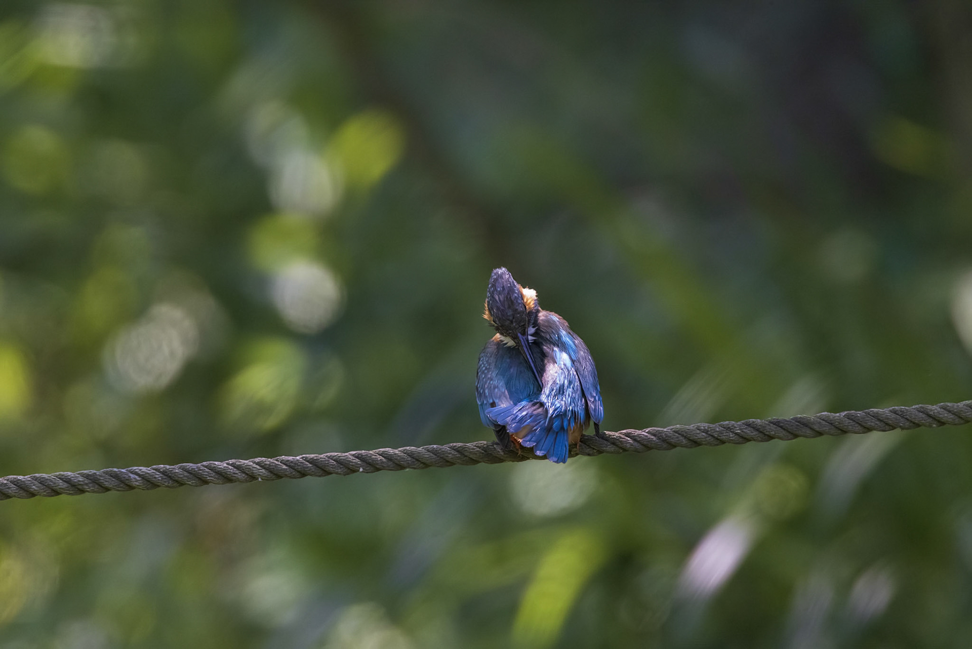 カワセミ メス kingfisher 薬師池公園