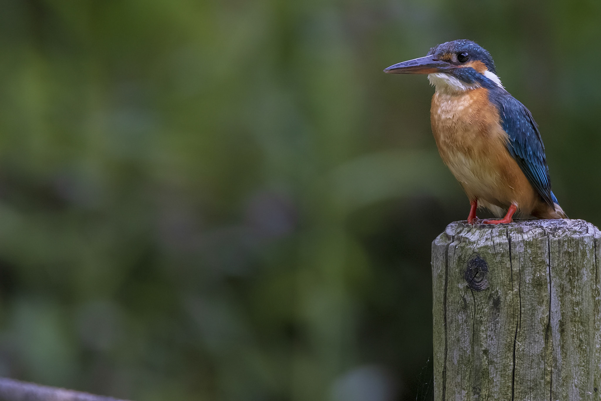 カワセミ メス kingfisher 薬師池公園