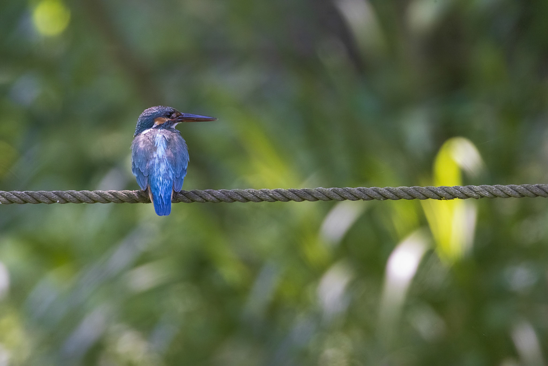 カワセミ メス kingfisher 薬師池公園