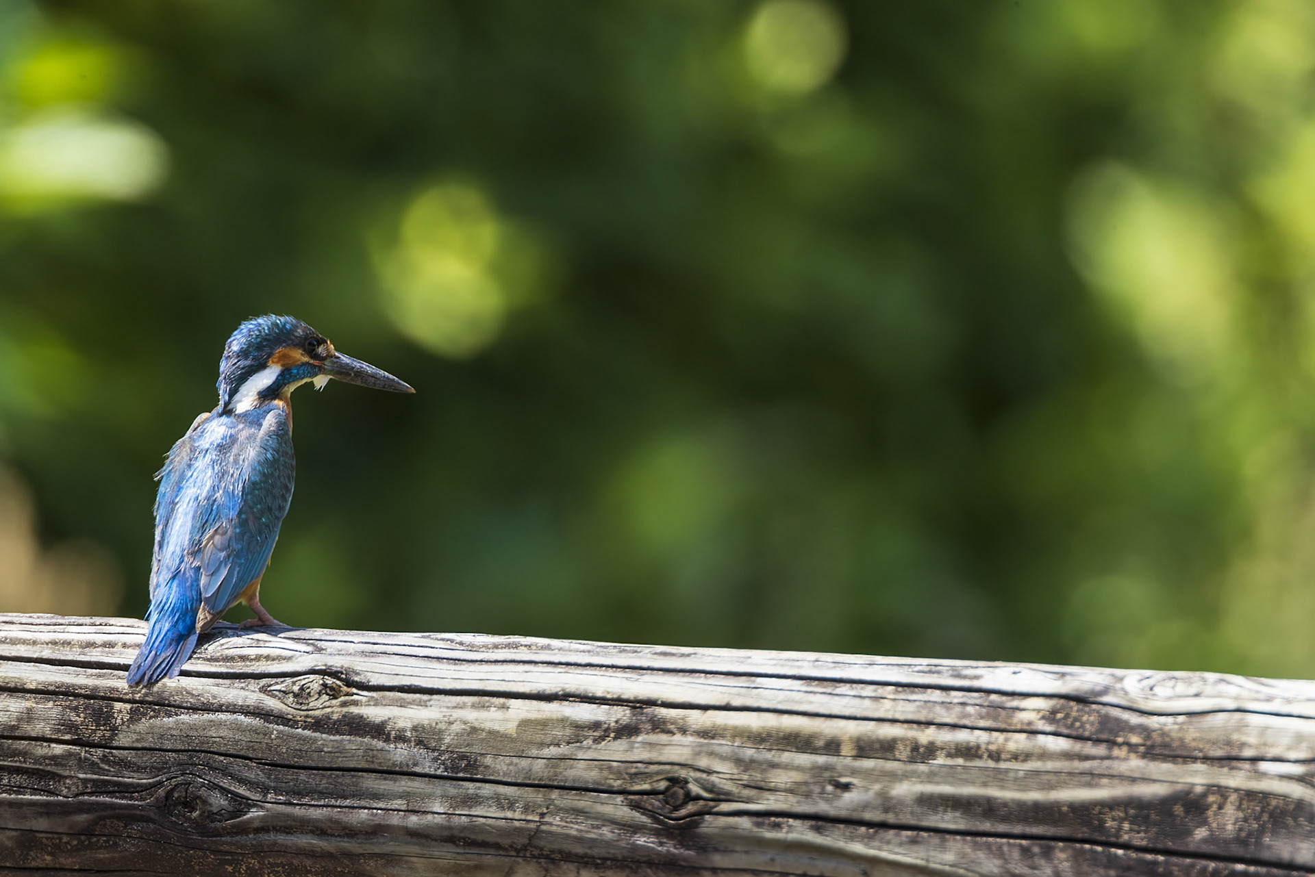 カワセミ オス kingfisher 薬師池公園
